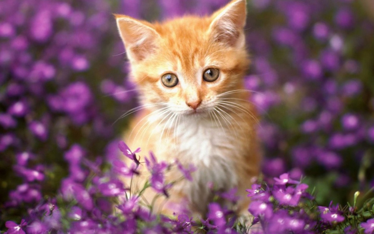 Фиолетовые фоны с кошками
