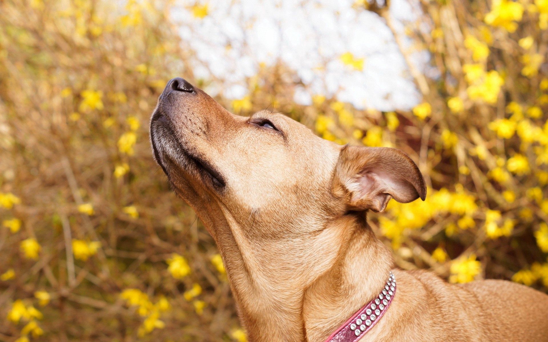 HD desktop wallpaper: Dog, Muzzle, Collar, Curiosity, Animals download free  picture #84146