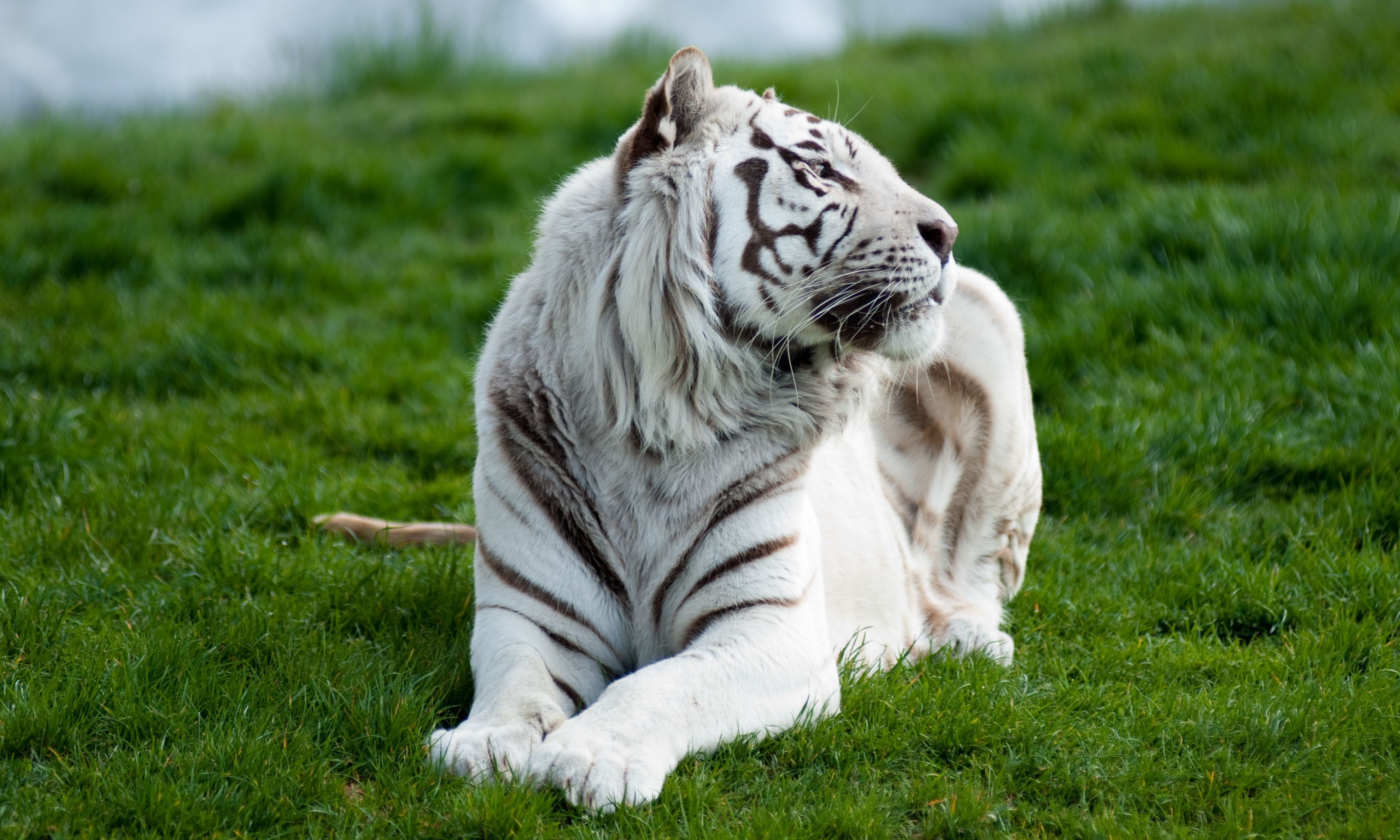 55966 Hintergrundbilder und Albino Bilder auf dem Desktop. Laden Sie big cat, predator, tiger, grass Bildschirmschoner kostenlos auf den PC herunter