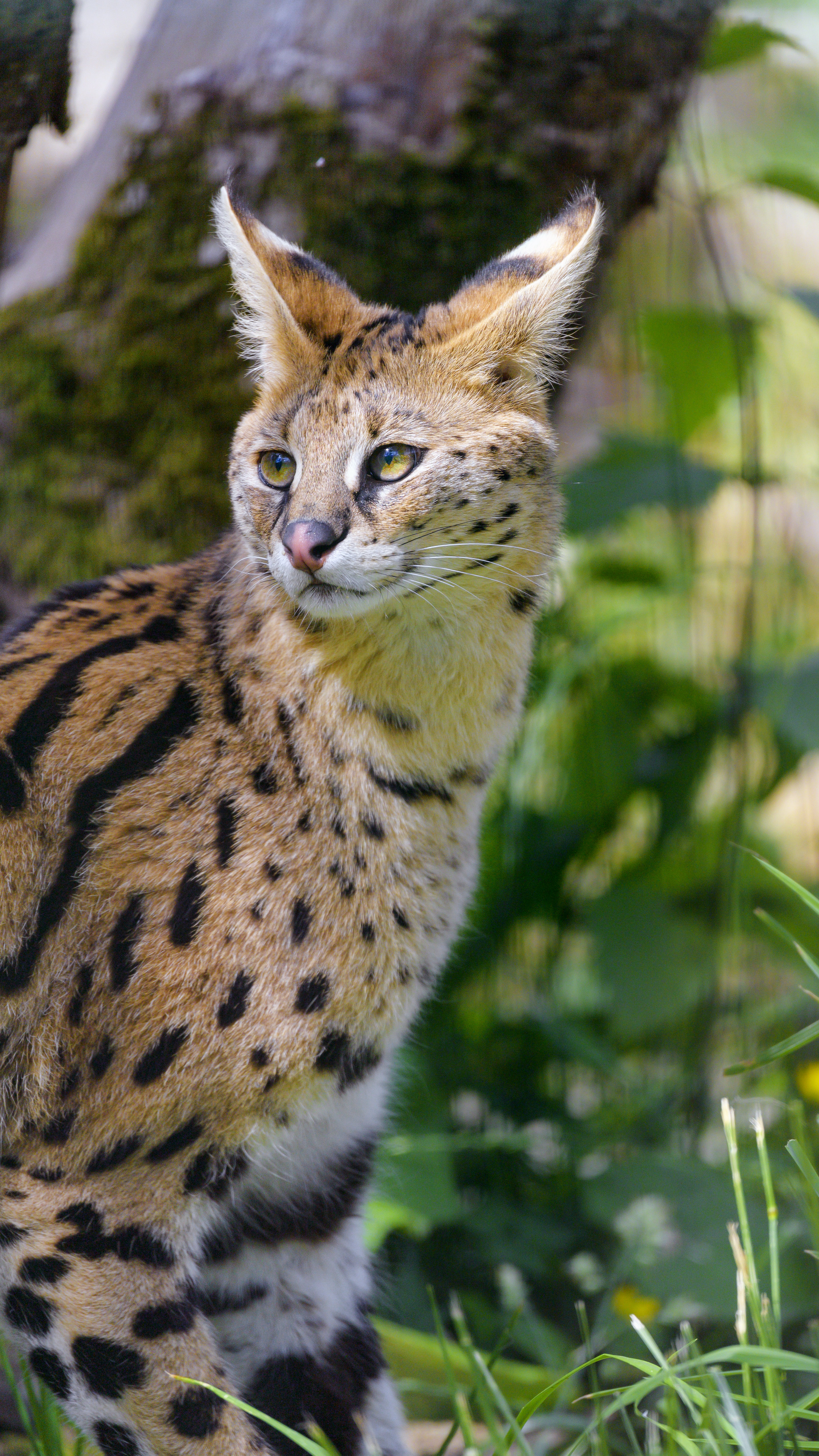 53567 Bild herunterladen tiere, katze, raubtier, predator, flecken, spots, wildkatze, wilde katze, serval - Hintergrundbilder und Bildschirmschoner kostenlos