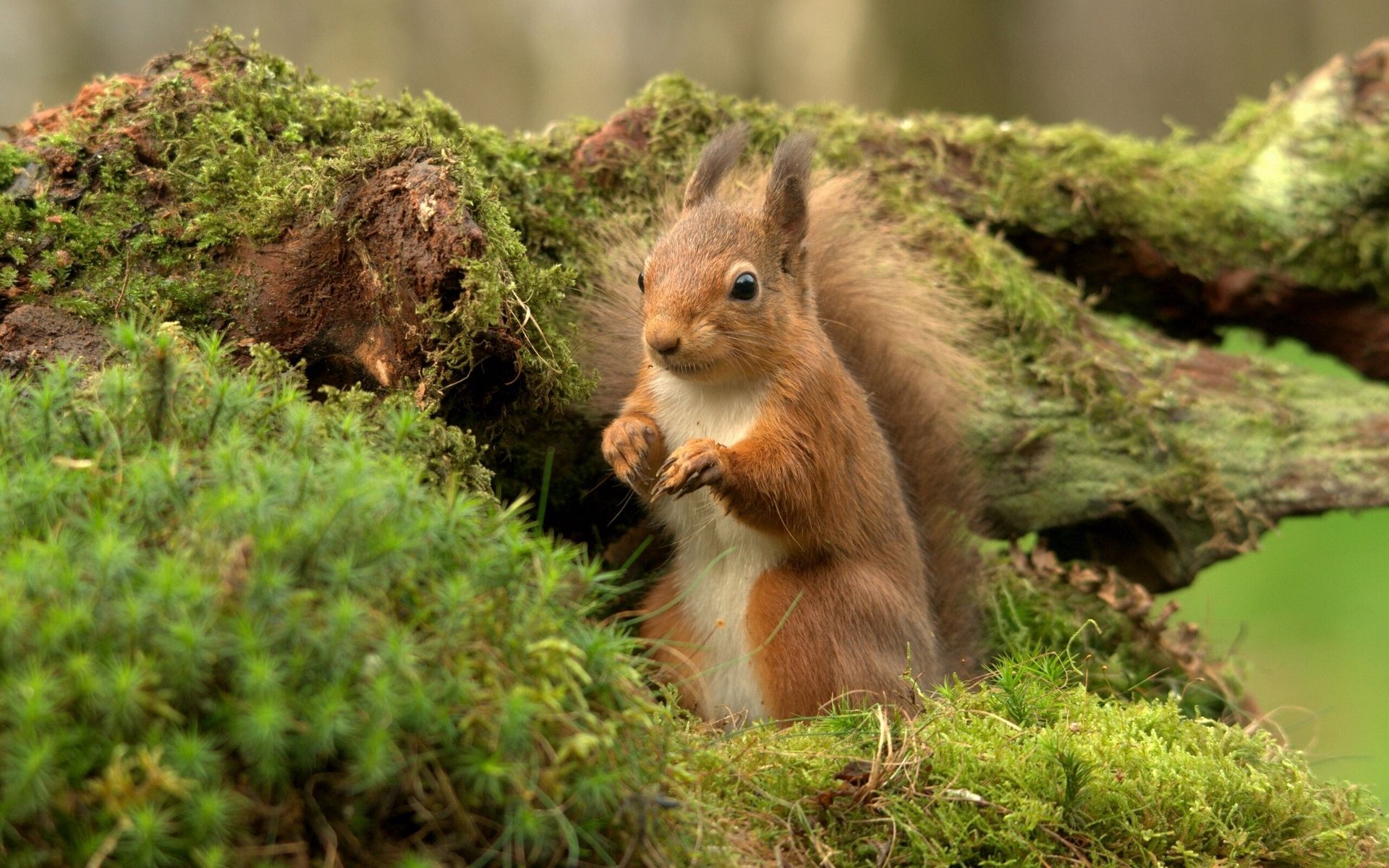 Phone Background Full HD squirrel, wood, animals, moss
