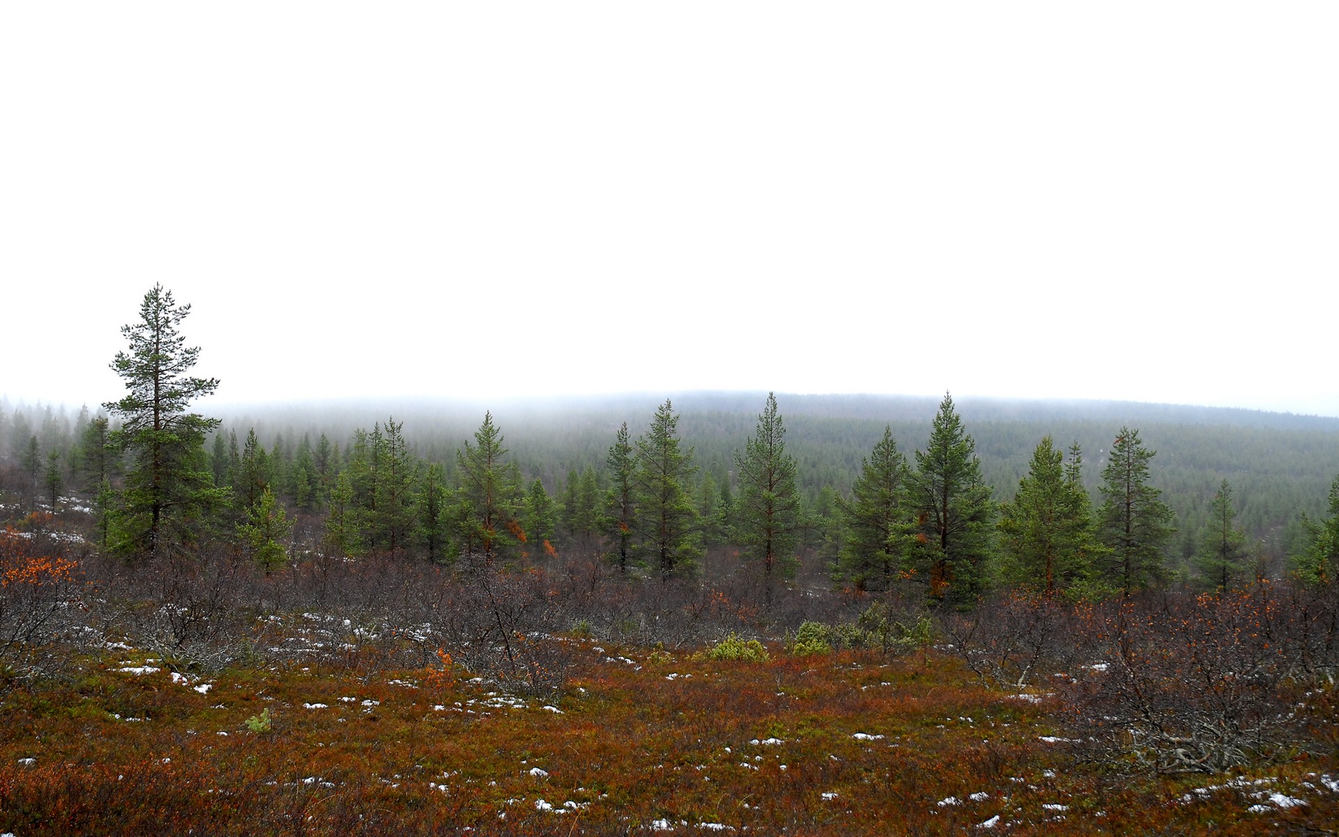 4K for PC tree, forest, fog, cloud Bush