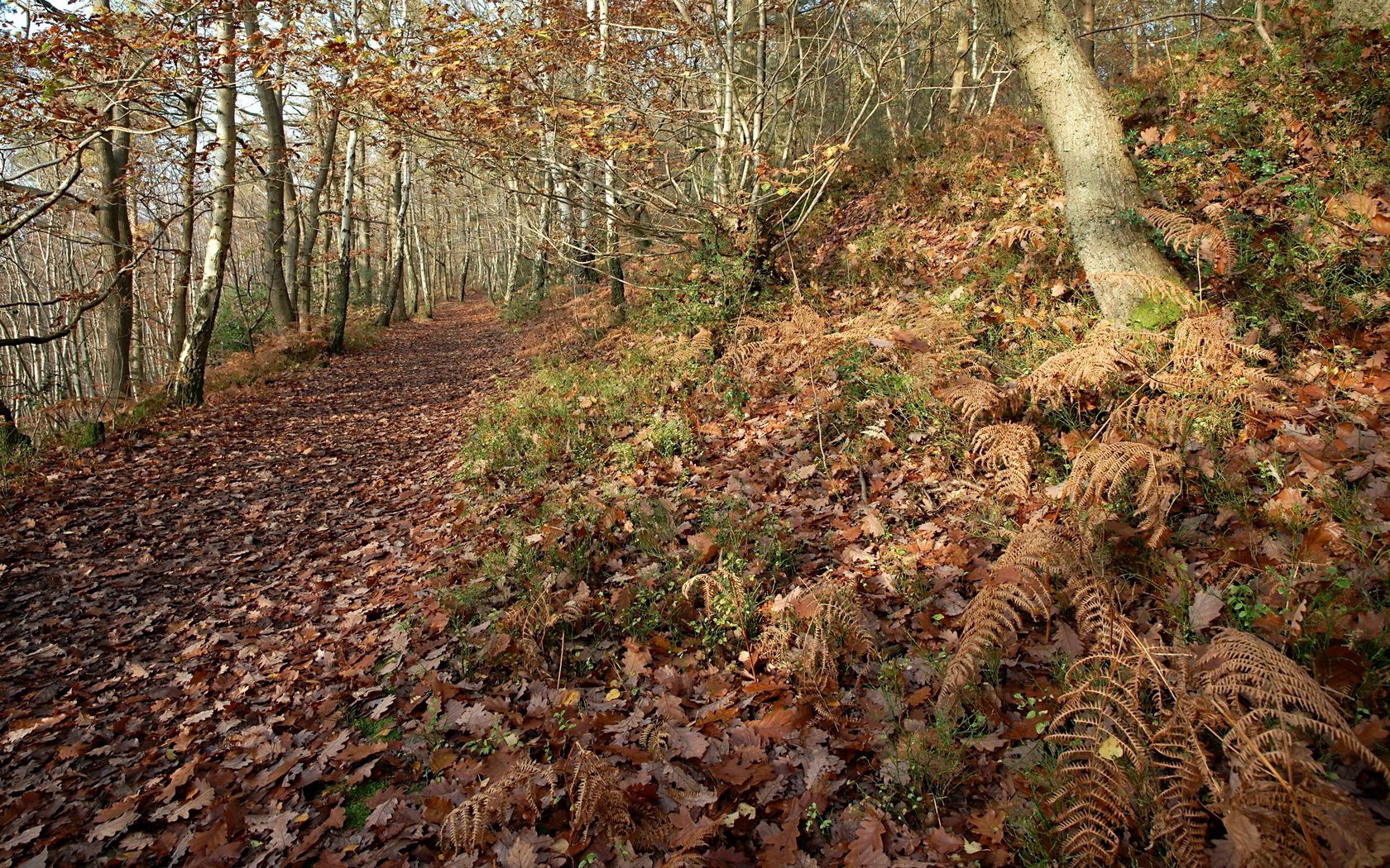 HD wallpaper nature, autumn, leaves, fern, forest, path, trail, oak