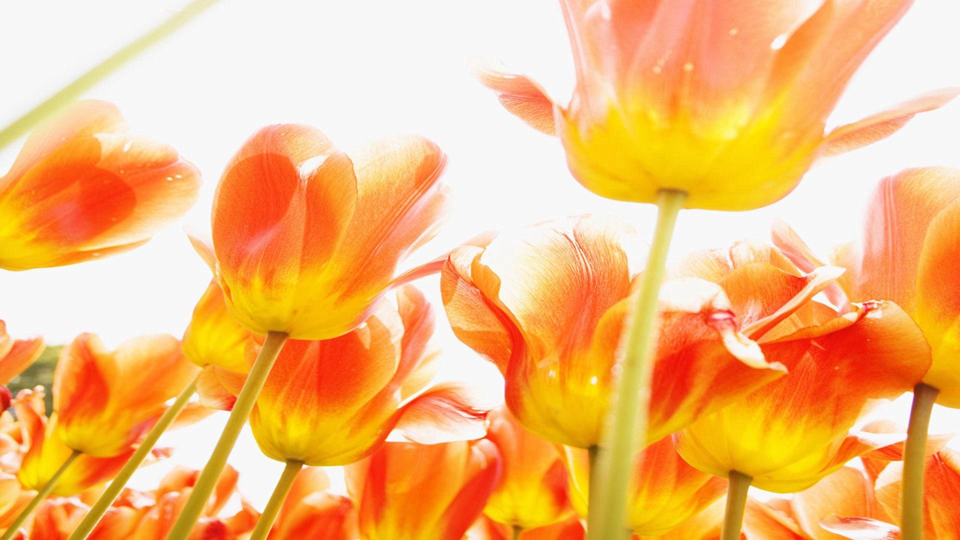 148788 download wallpaper tulips, flowers, shine, light, bright screensavers and pictures for free