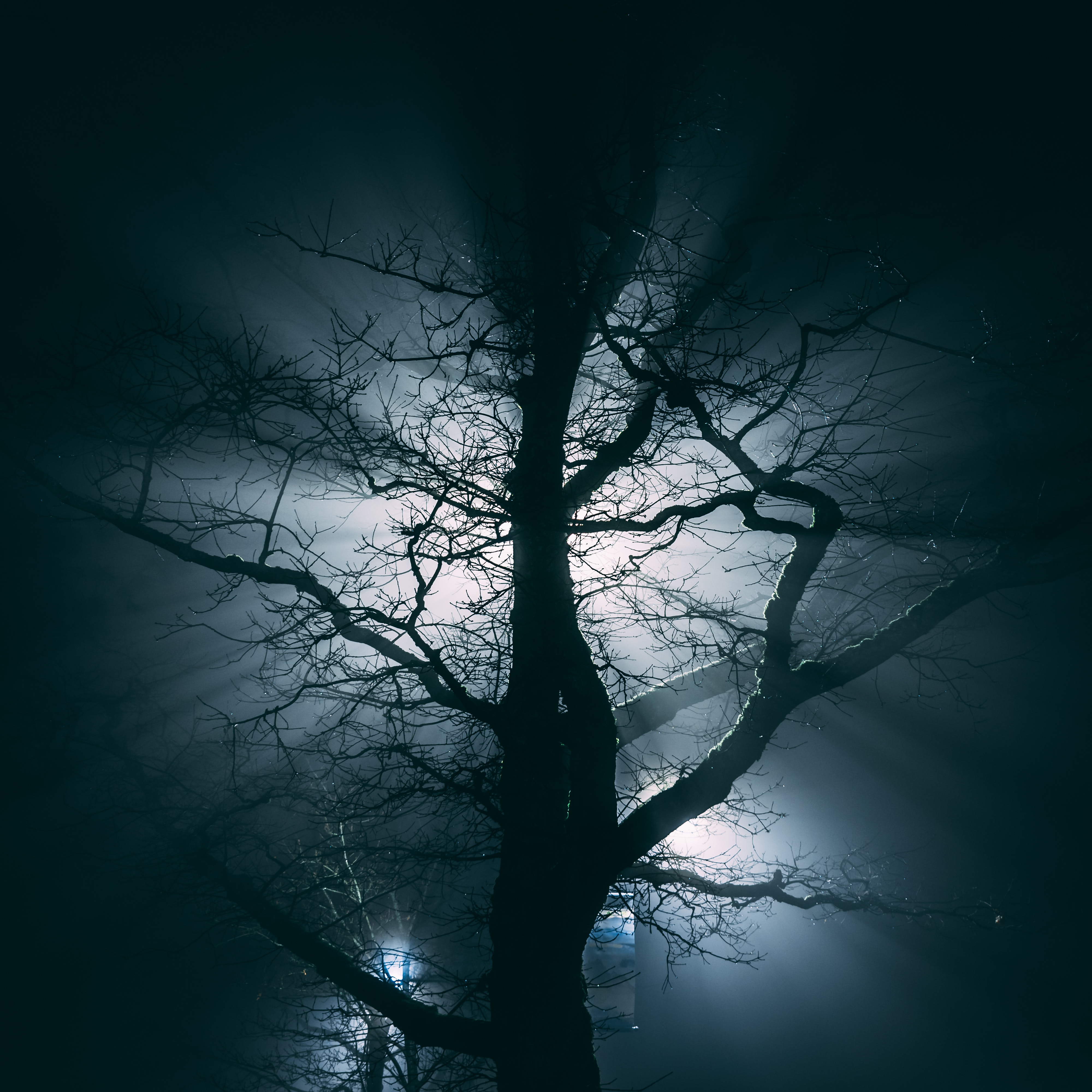 night, dark, wood, tree, fog, branches QHD