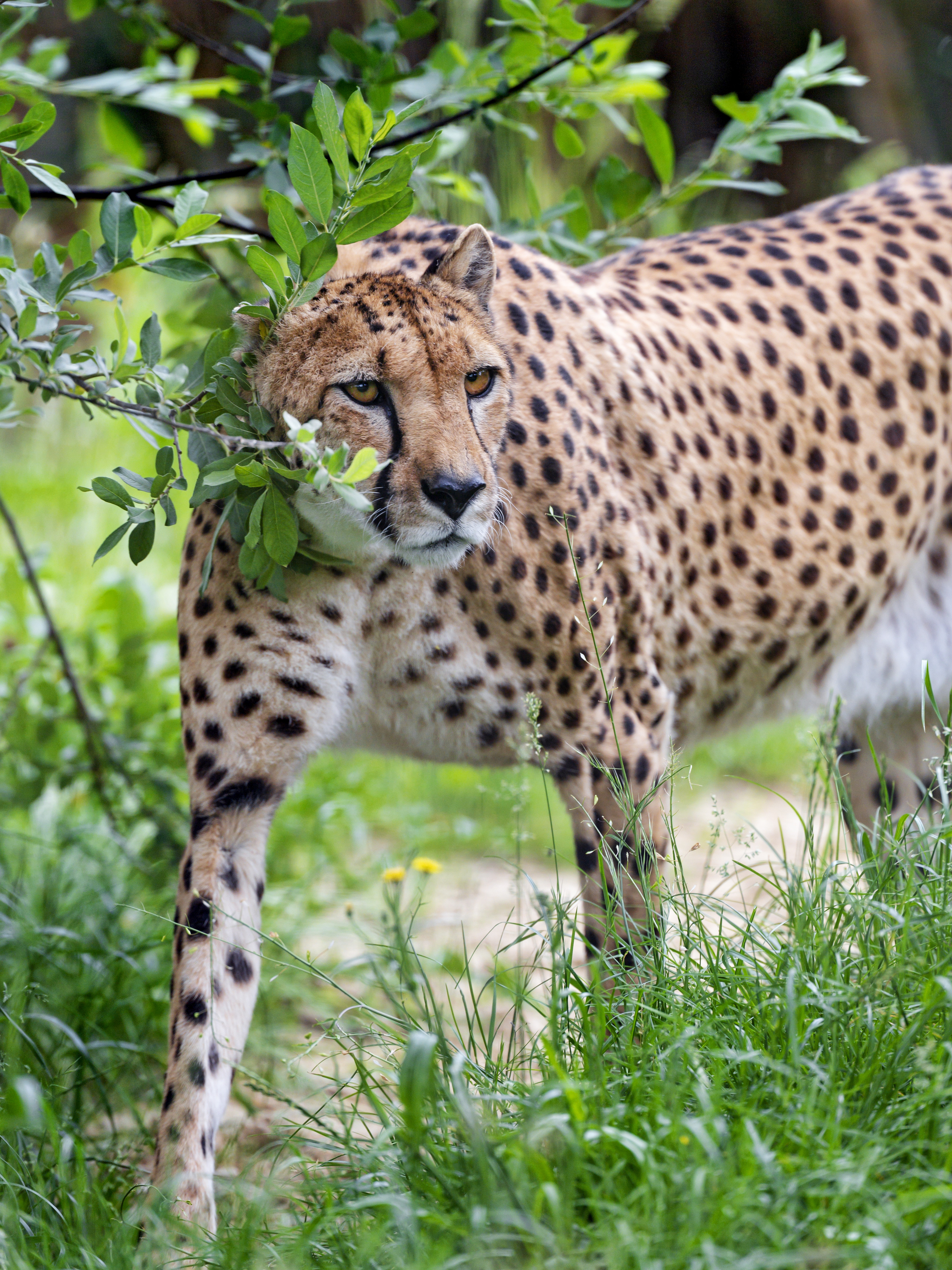 cheetah, animals, big cat, sight, branch, opinion, predator