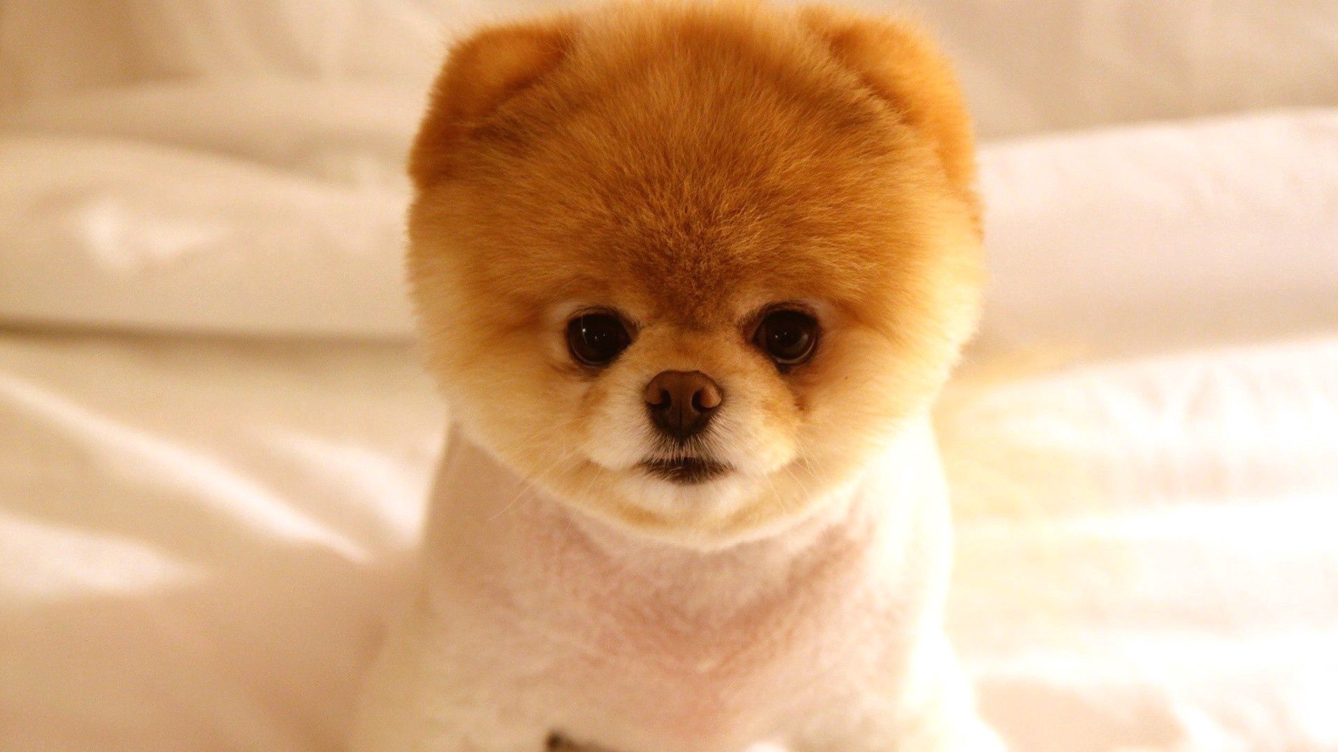 nice, fluffy, muzzle, puppy, animals, sweetheart wallpapers for tablet