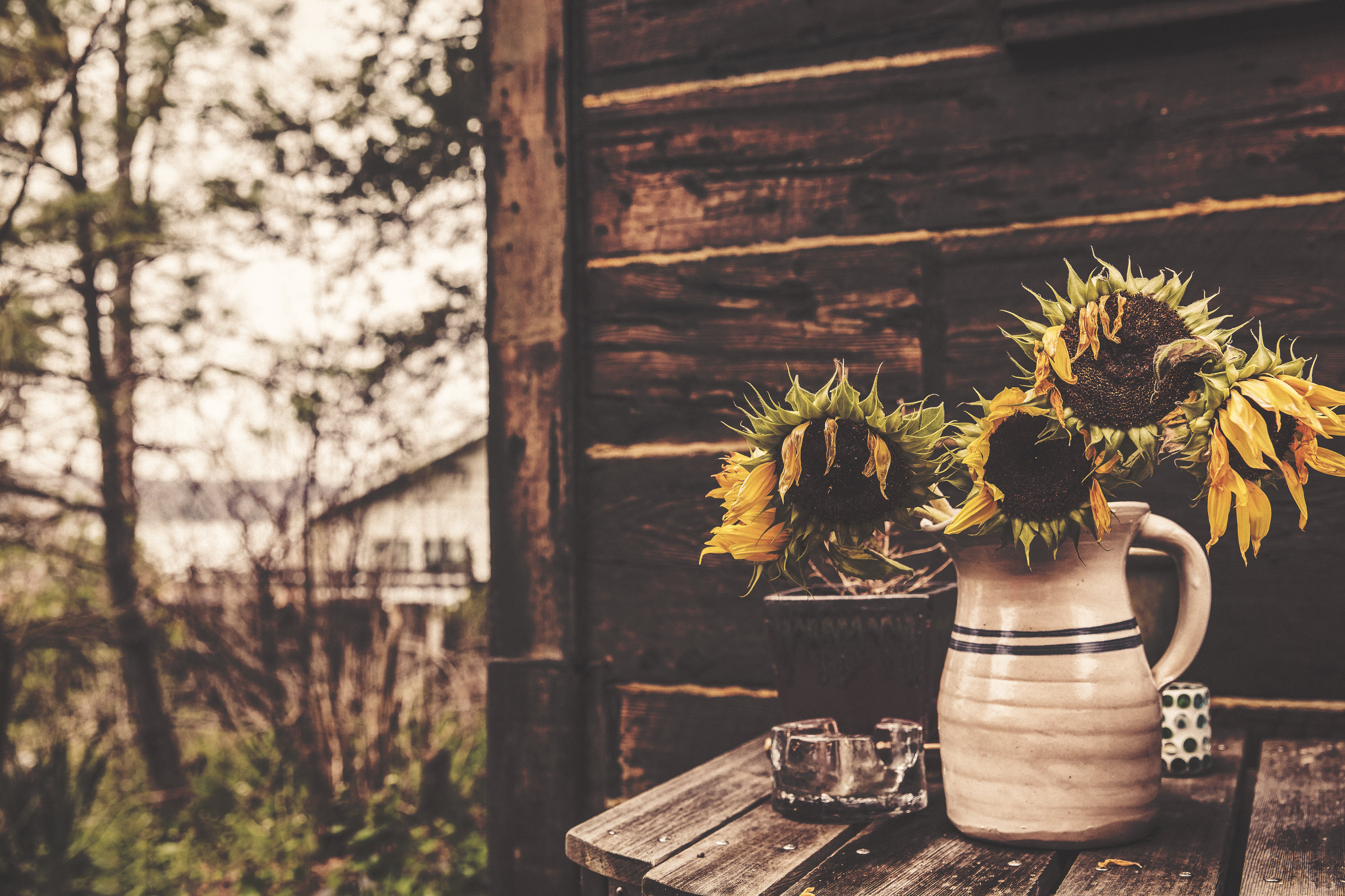 Handy-Wallpaper Blumen, Sonnenblumen, Vase kostenlos herunterladen.