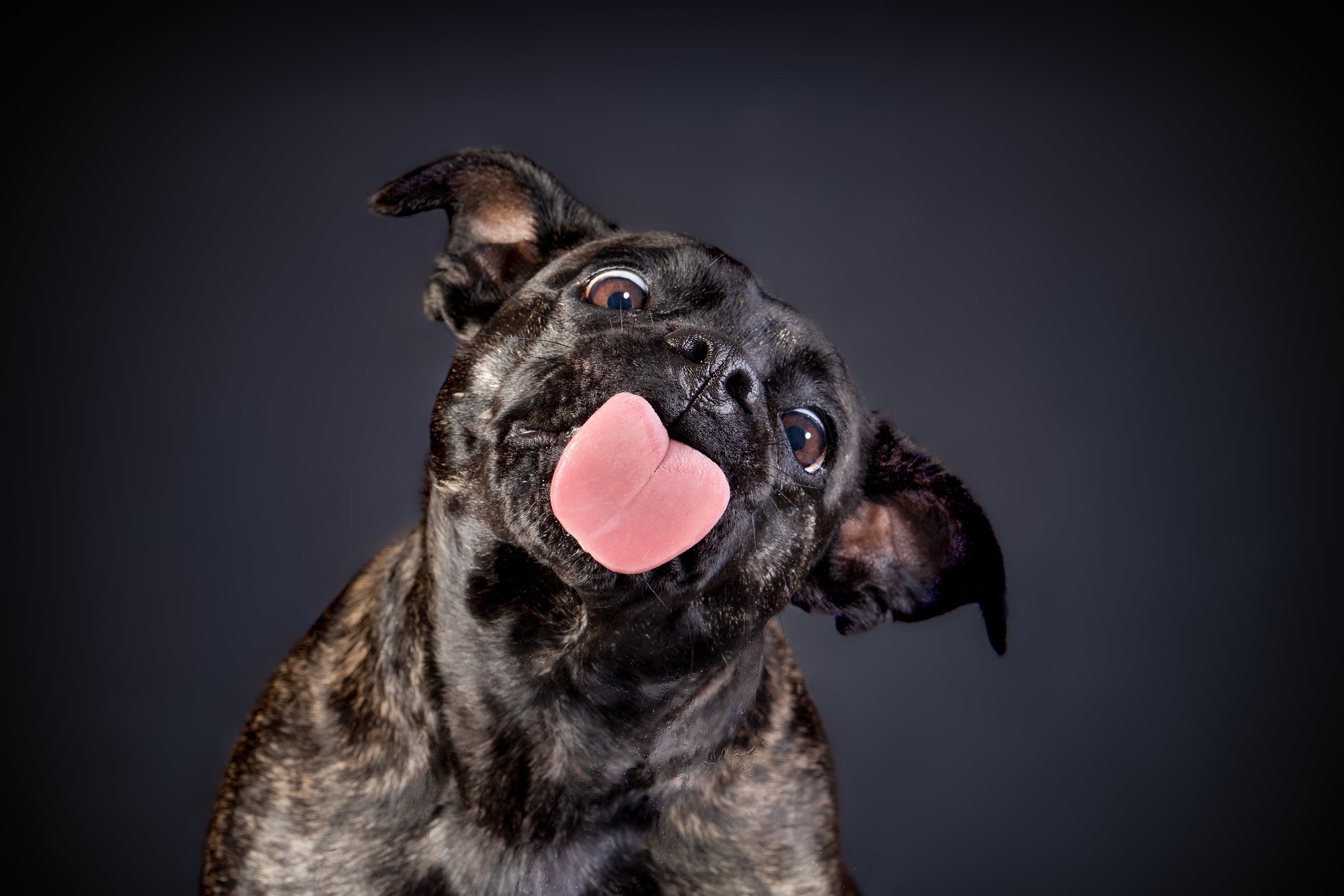 Descargar las imágenes de Bull Terrier gratis para teléfonos Android y  iPhone, fondos de pantalla de Bull Terrier para teléfonos móviles
