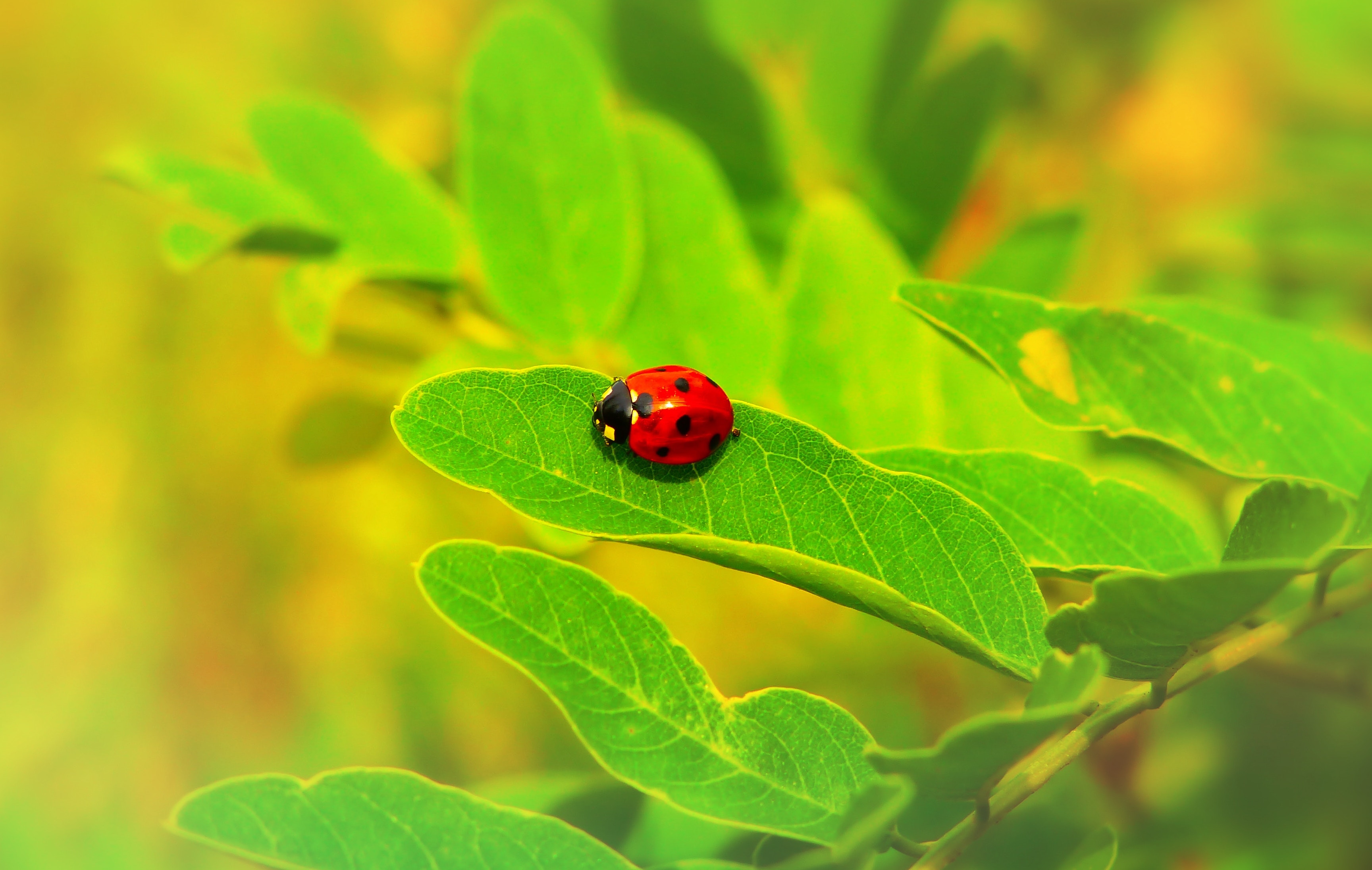 Mobile Wallpaper: Free HD Download [HQ] macro, plant, ladybug, leaf