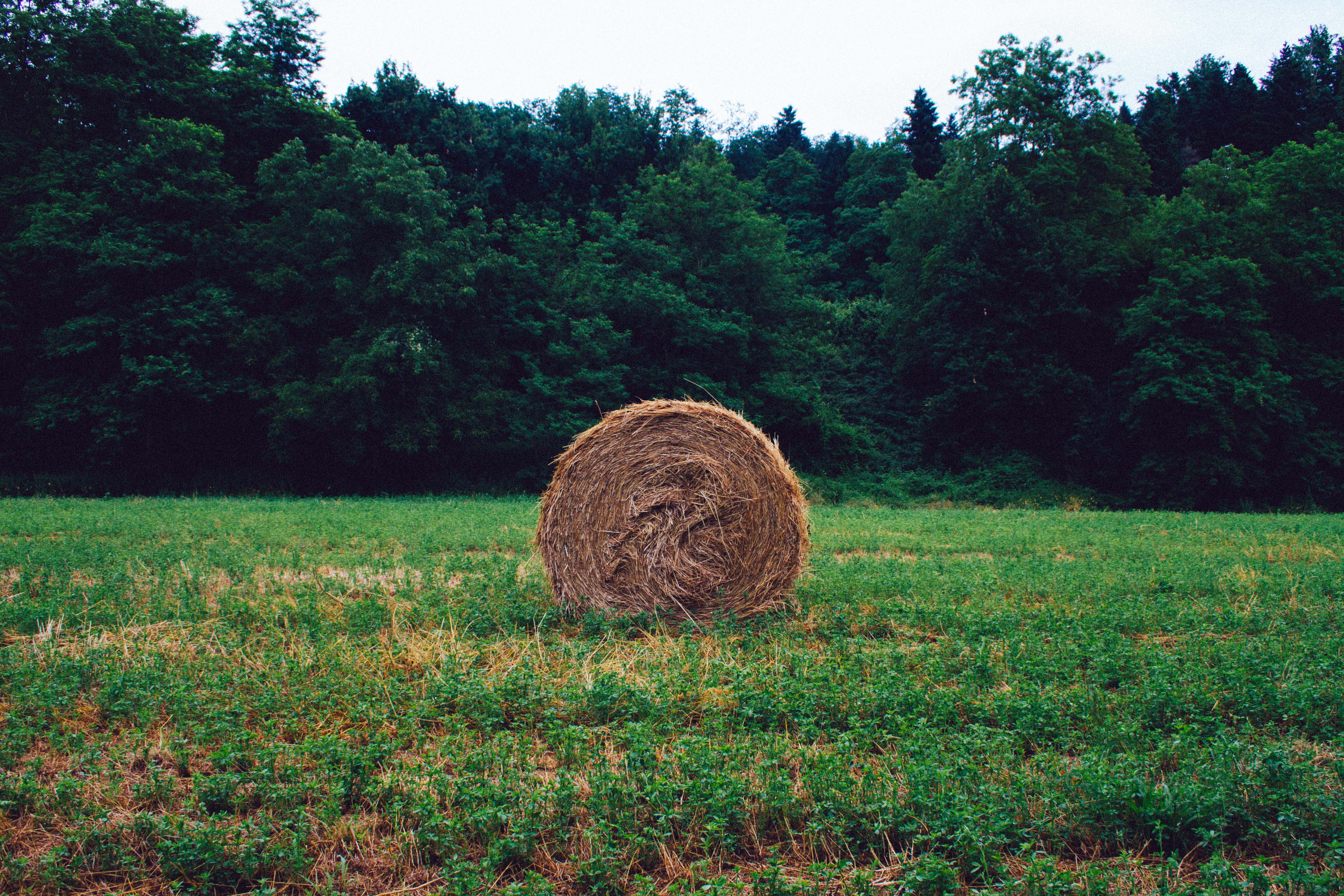 Popular Hay images for mobile phone