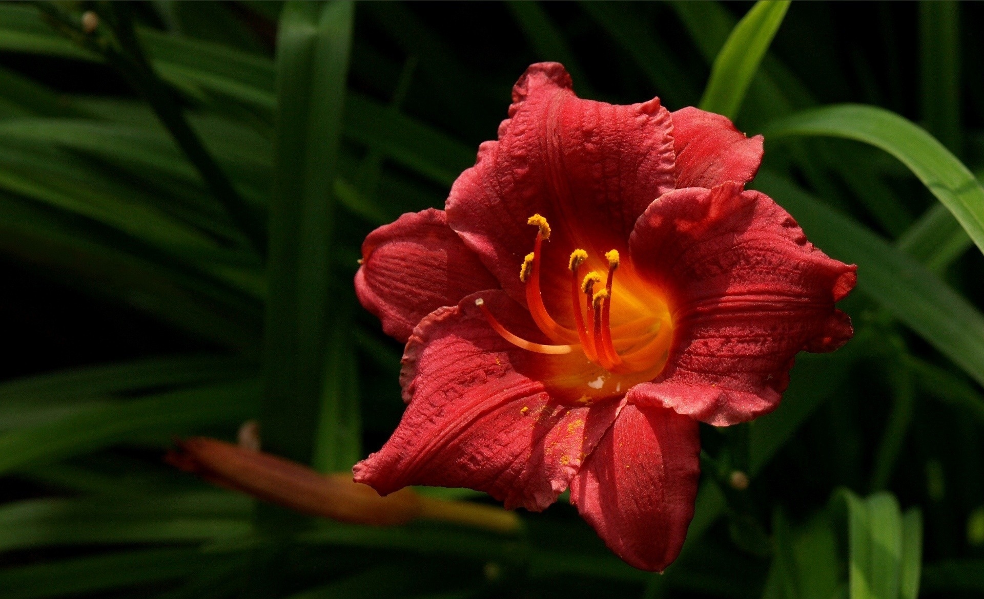 earth, lily, daylily, flower, red flower, flowers QHD