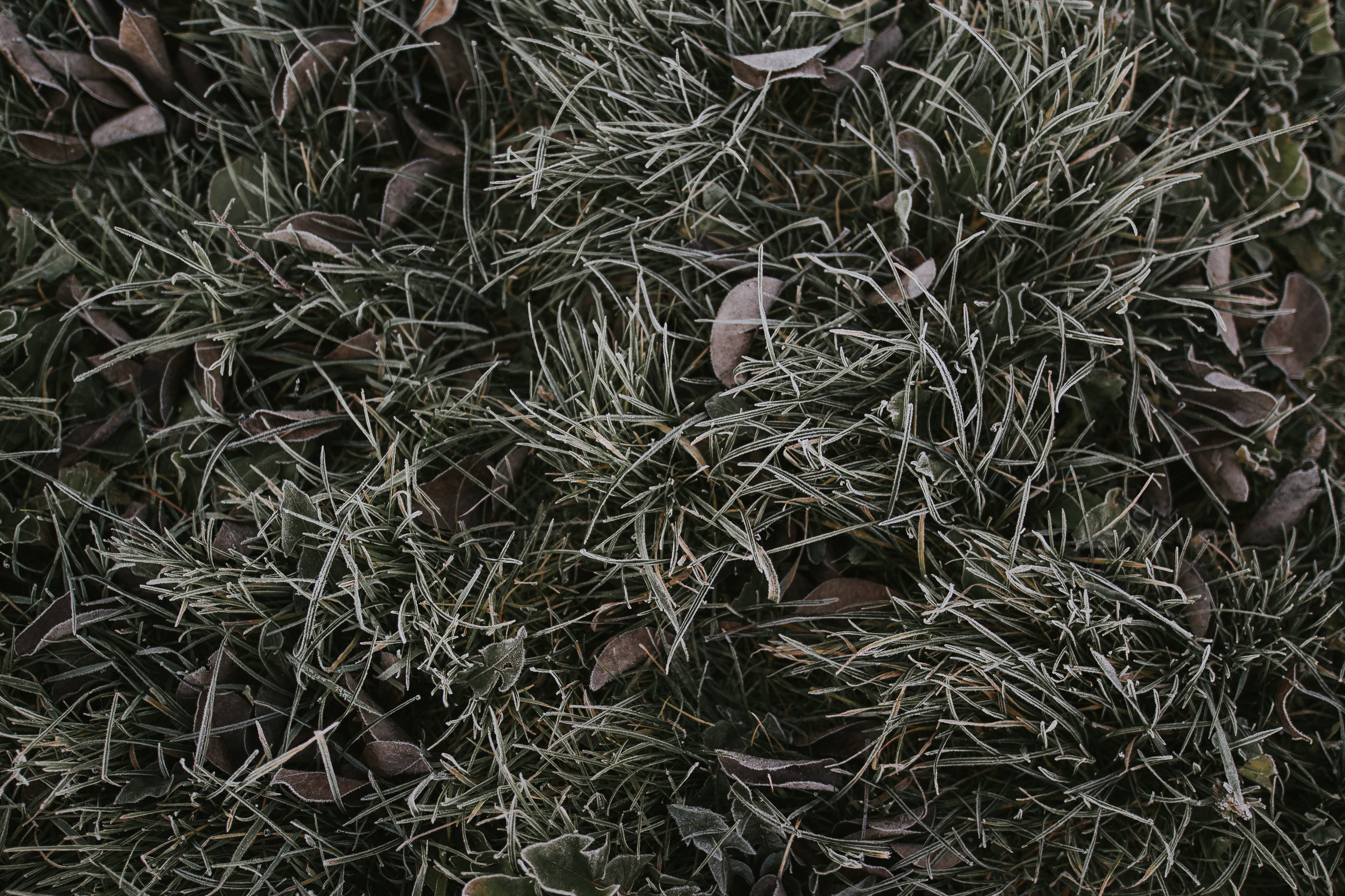 iPhone background hoarfrost, nature, grass, frost