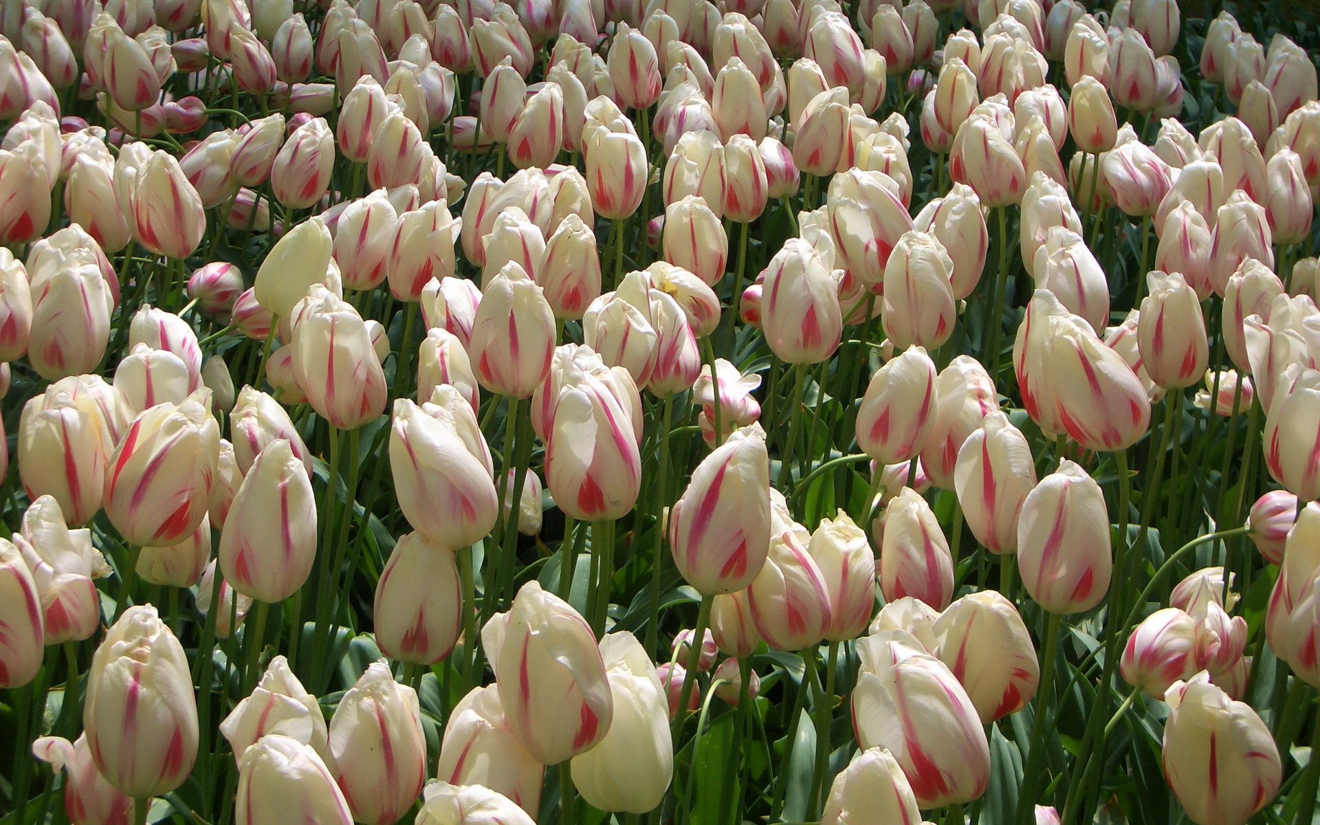 tulips, flowers, buds, lot, mottled, variegated Aesthetic wallpaper
