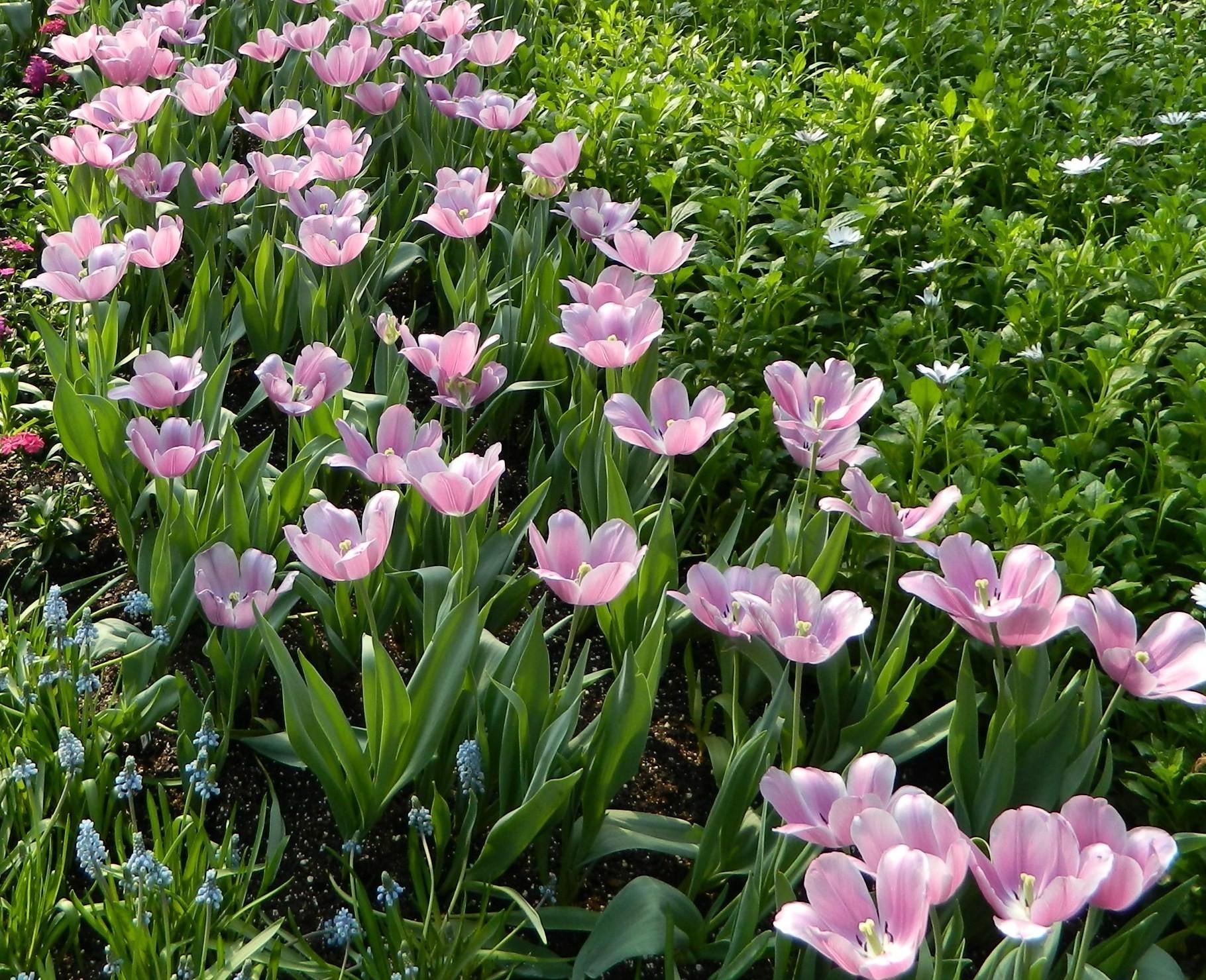 tulips, flowerbed, flower bed, flowers, greens, spring, muscari, muskari 5K