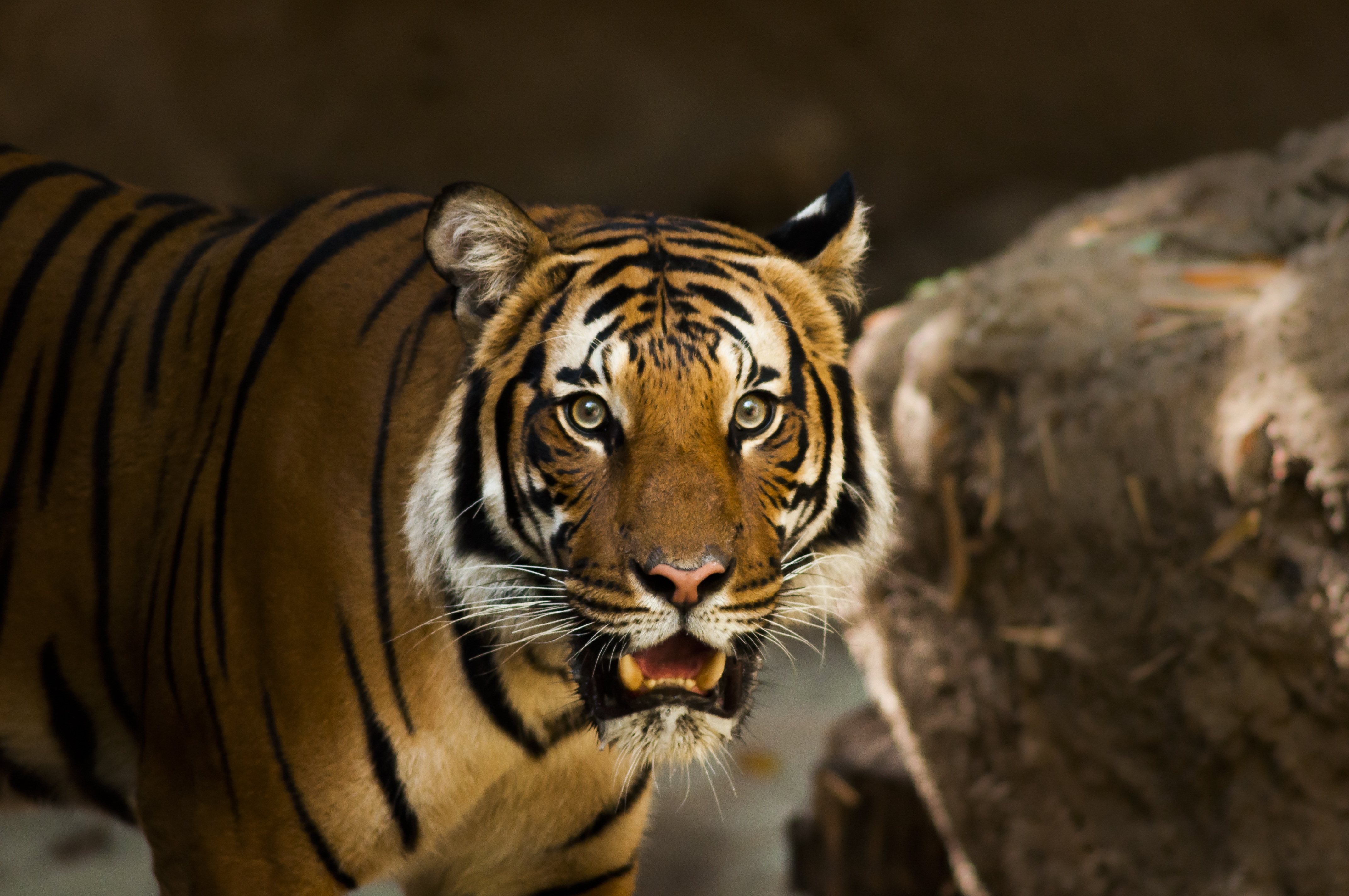77235 Screensavers and Wallpapers Wild Cat for phone. Download animals, predator, wild cat, wildcat, siberian tiger pictures for free