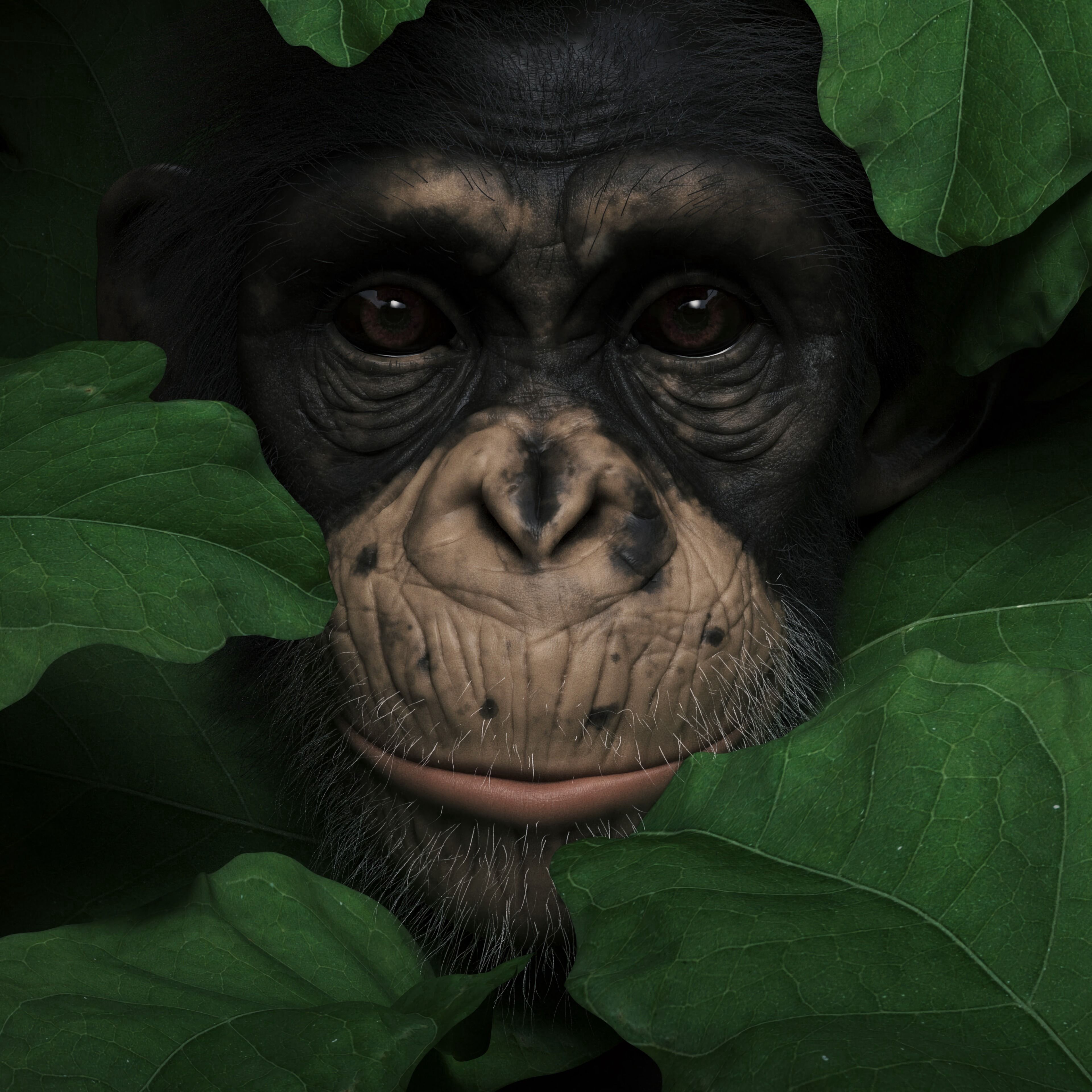 Download mobile wallpaper 3D, Animals, Leaves, Muzzle, Monkey, Portrait for free.