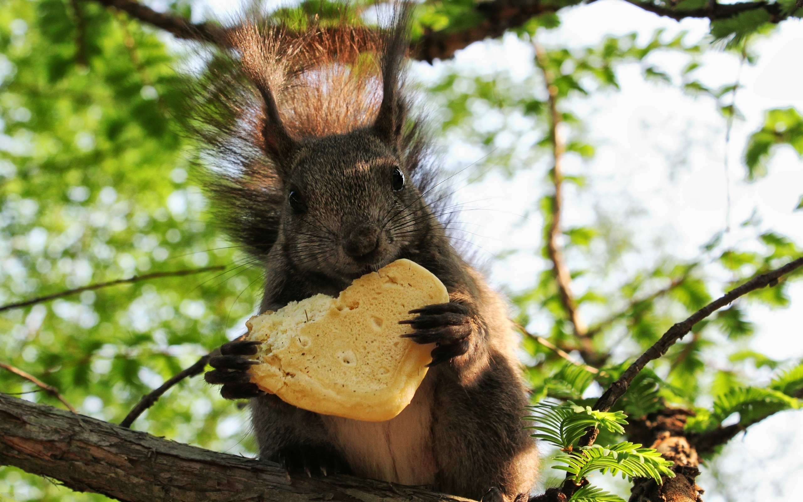 25121 Bild herunterladen tiere, eichhörnchen - Hintergrundbilder und Bildschirmschoner kostenlos