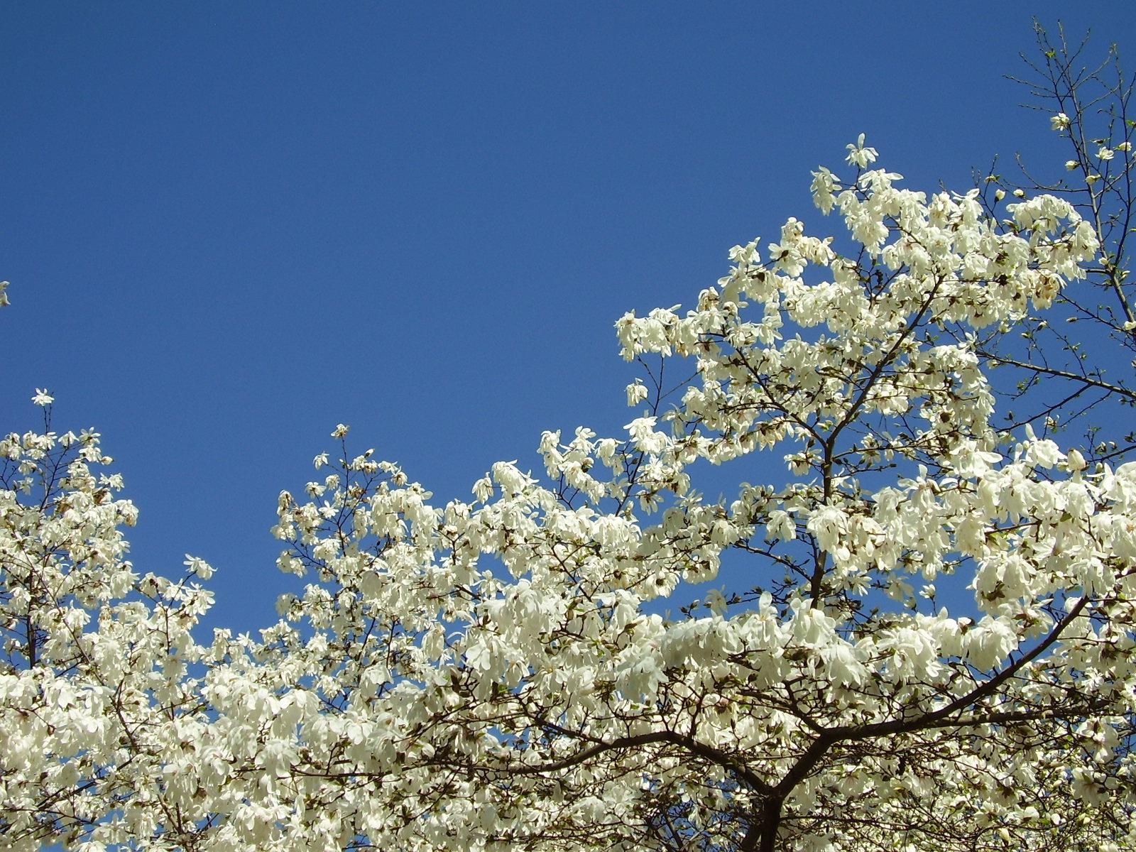 95912 Hintergrundbild herunterladen magnolie, blumen, sky, holz, baum, blühen, blühenden, frühling, schneewittchen, magnolia, knackig weiß - Bildschirmschoner und Bilder kostenlos