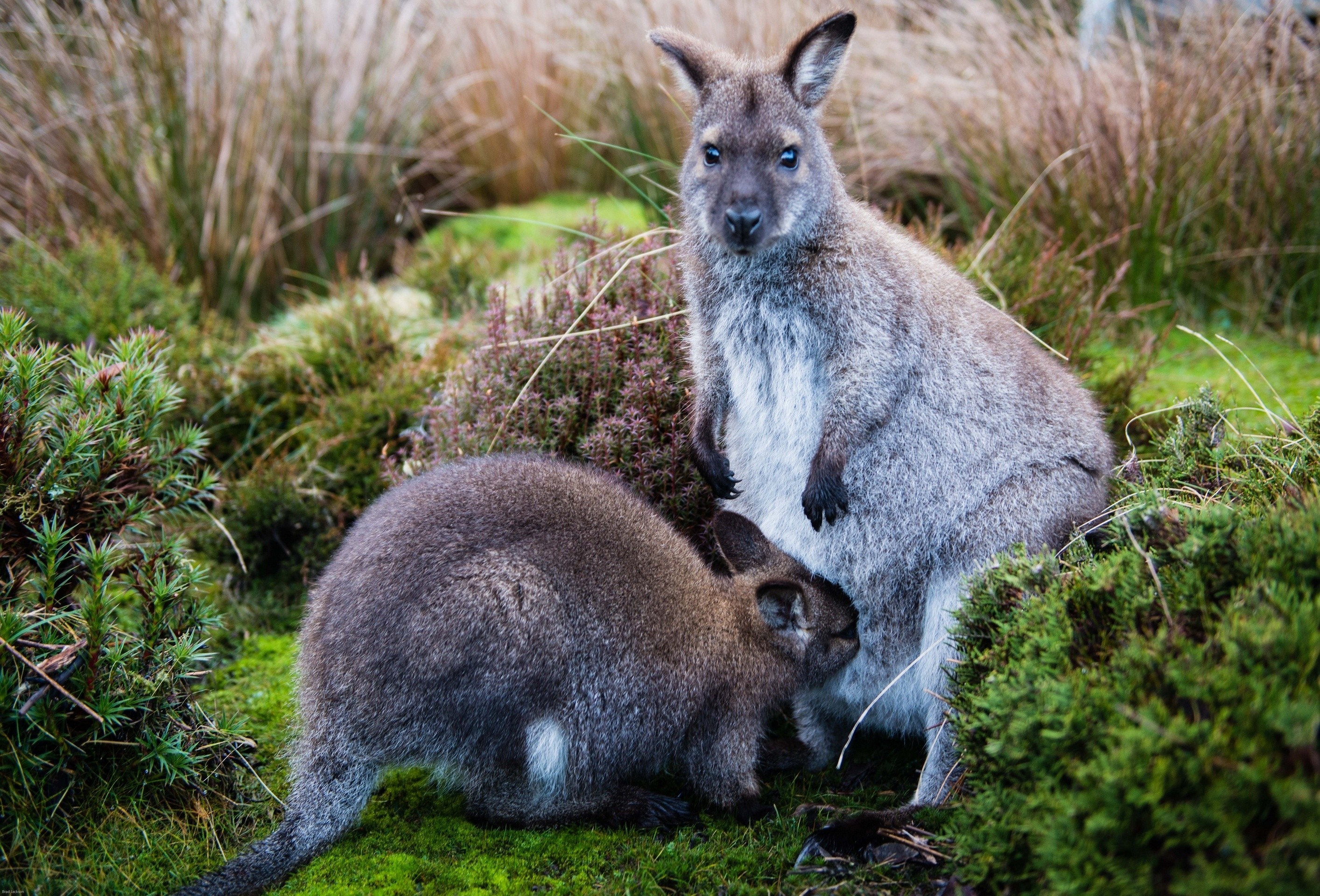 Laden Sie das Tiere, Grass, Kangaroo, Junge, Pflege, Joey-Bild kostenlos auf Ihren PC-Desktop herunter