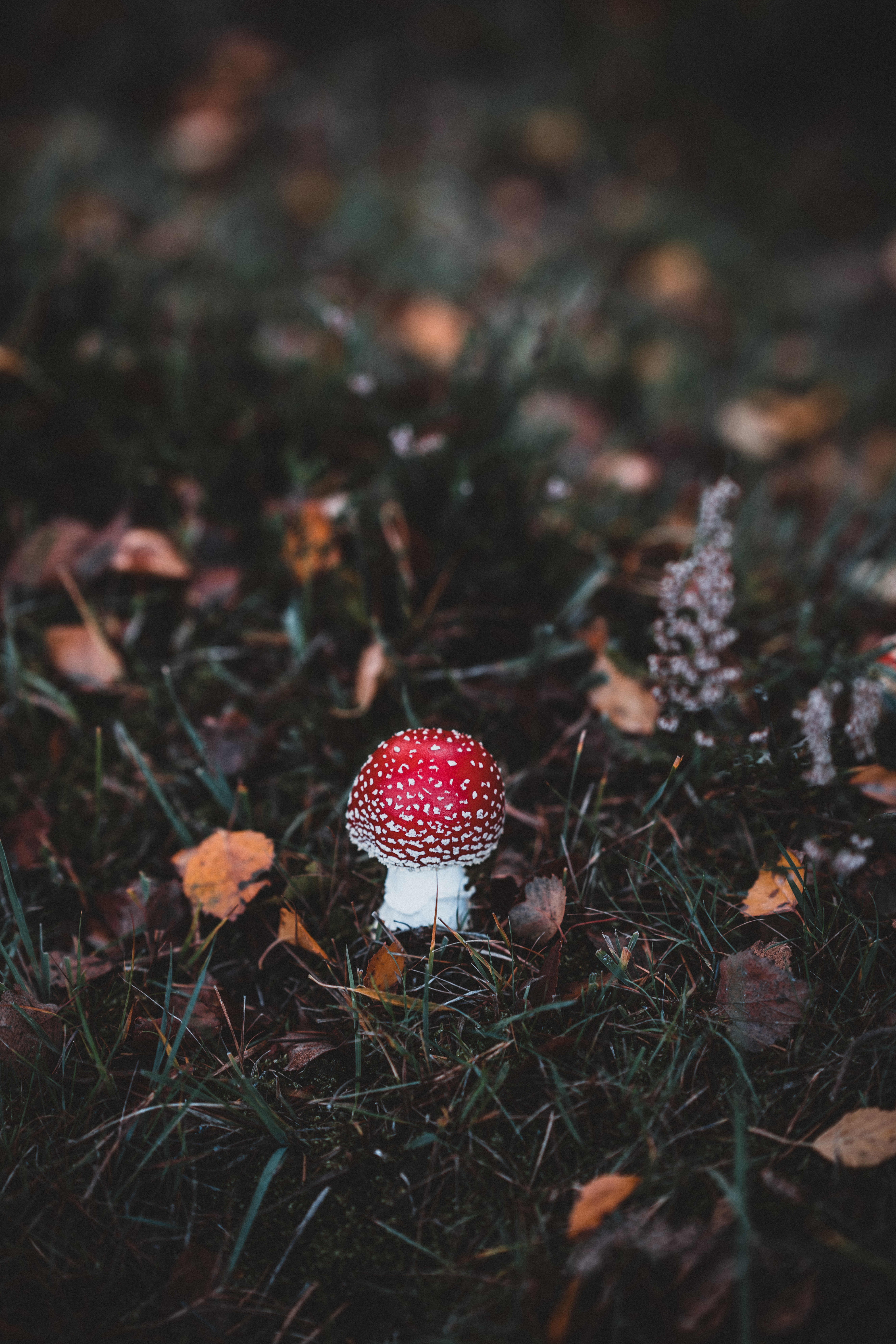 HD wallpaper mushroom, toadstool, grass, autumn, macro, forest, fly agaric