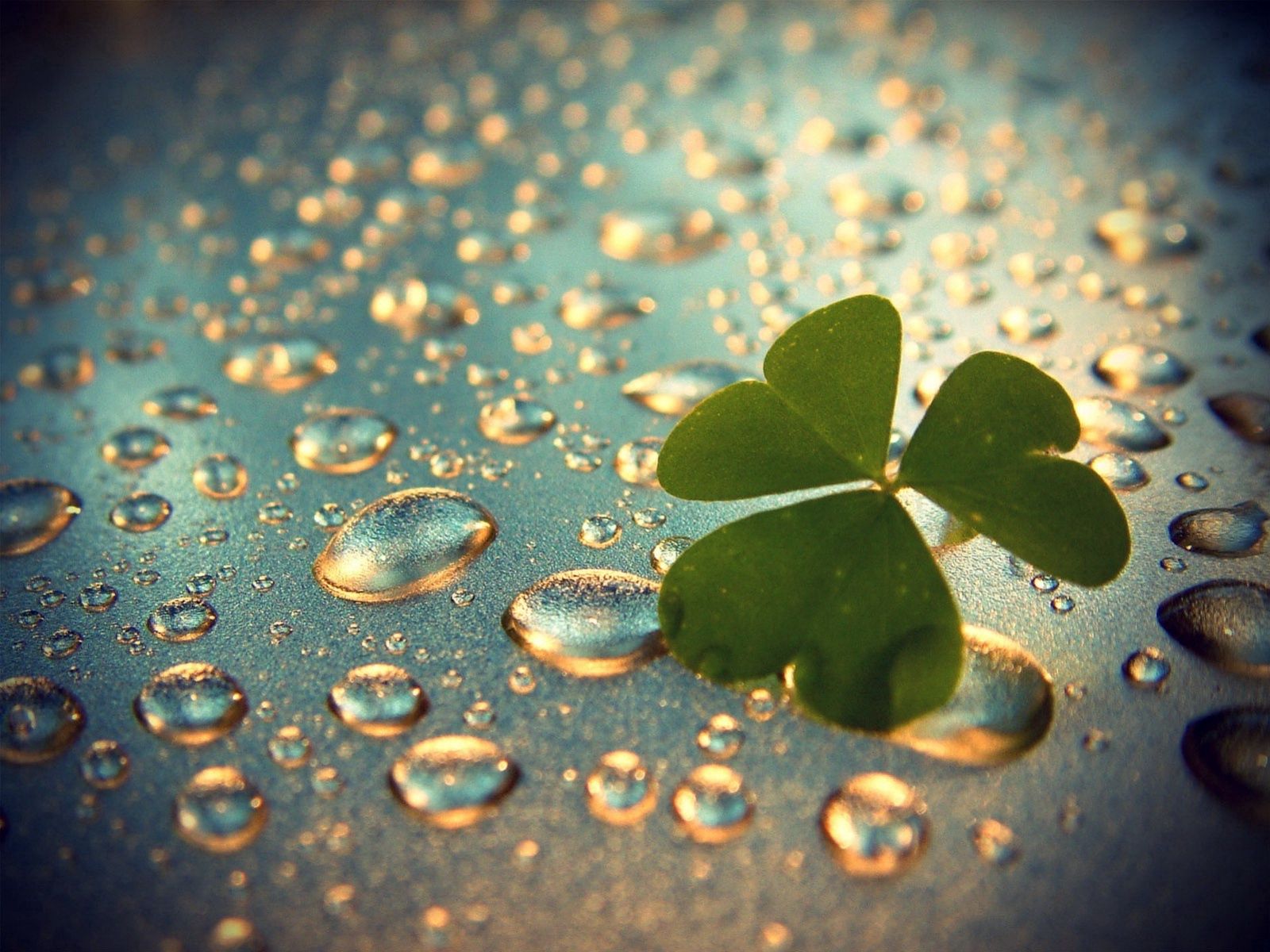 macro, drops, clover, surface New Lock Screen Backgrounds