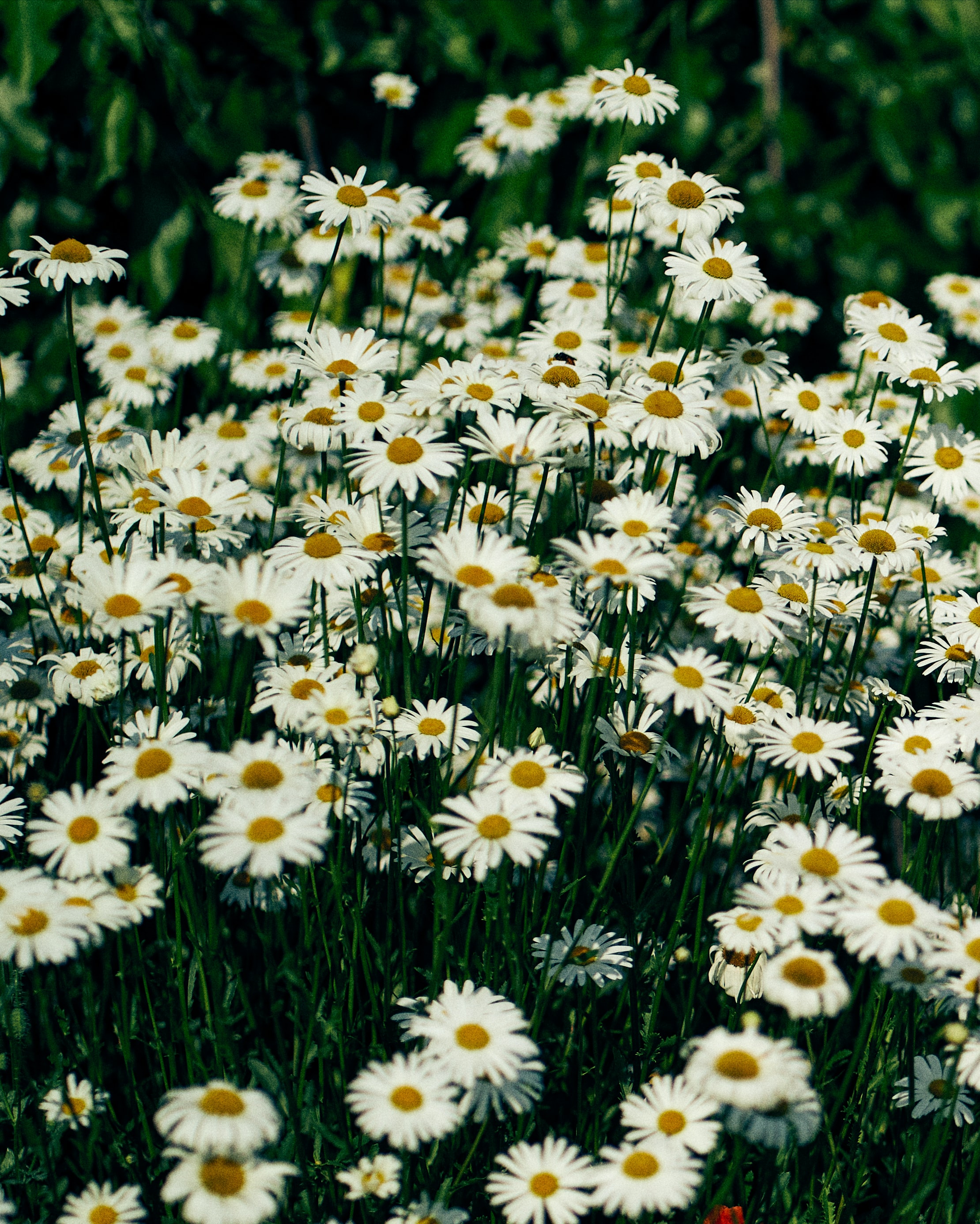 HD photos flowers, camomile, grass, petals