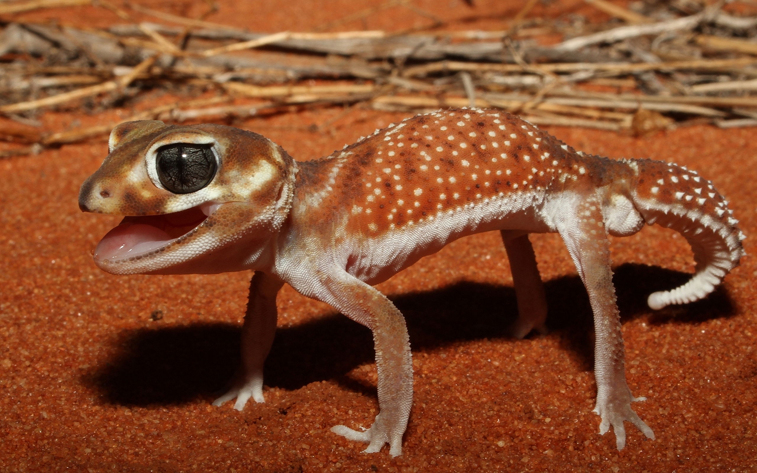  Gecko HD Android Wallpapers