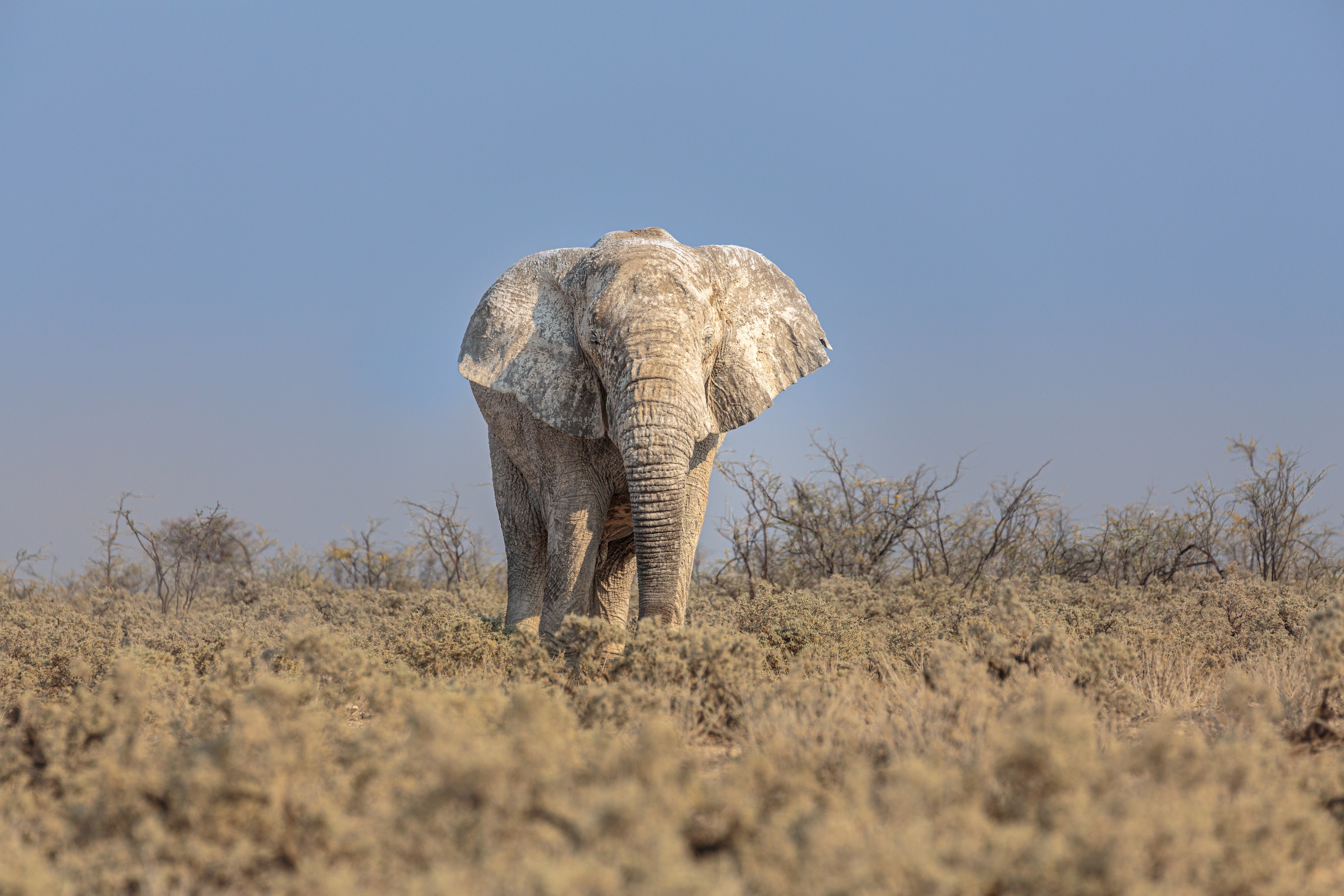 Африканский слон-кустарник