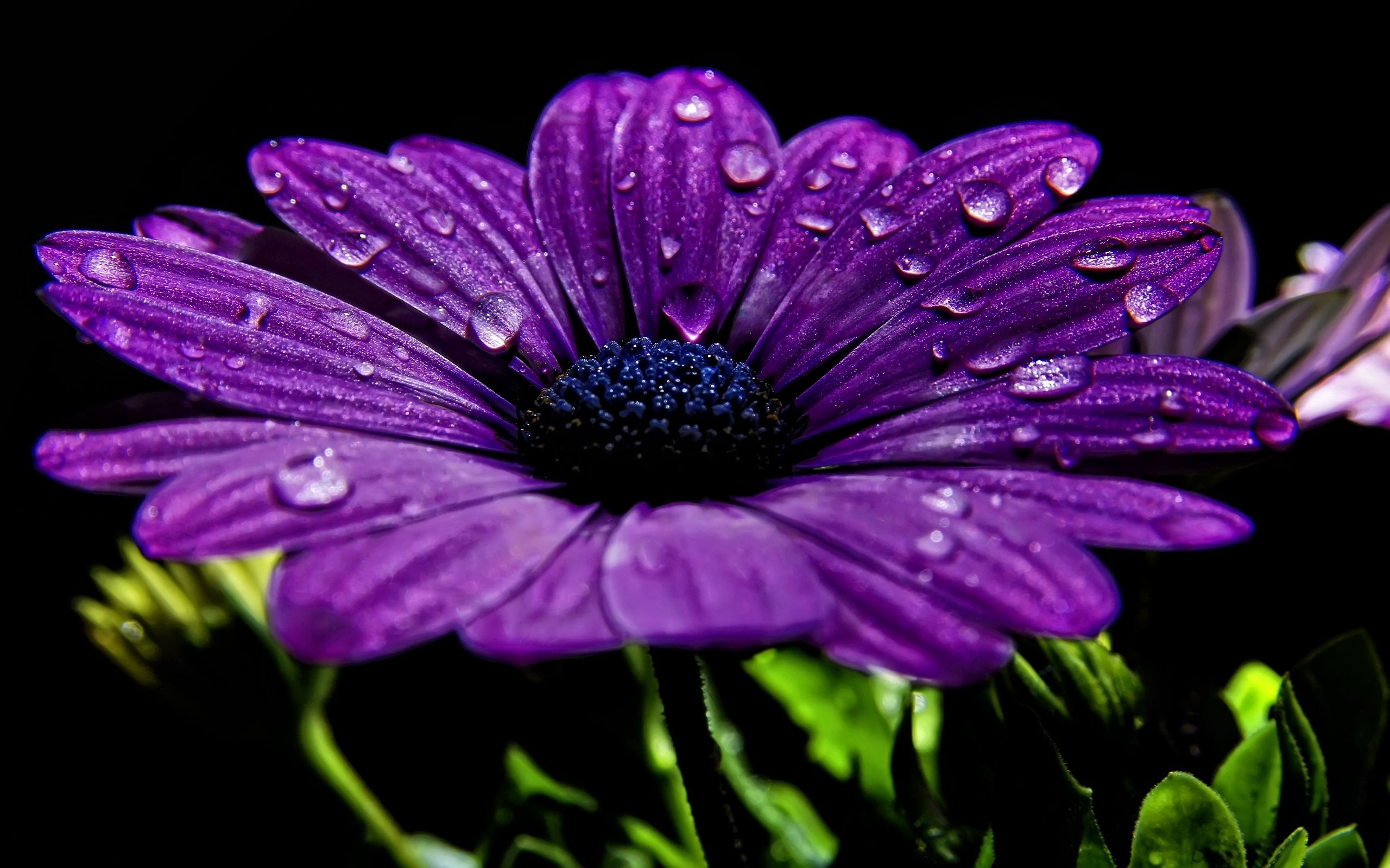 dew, drops, flowers, night, flower, close up