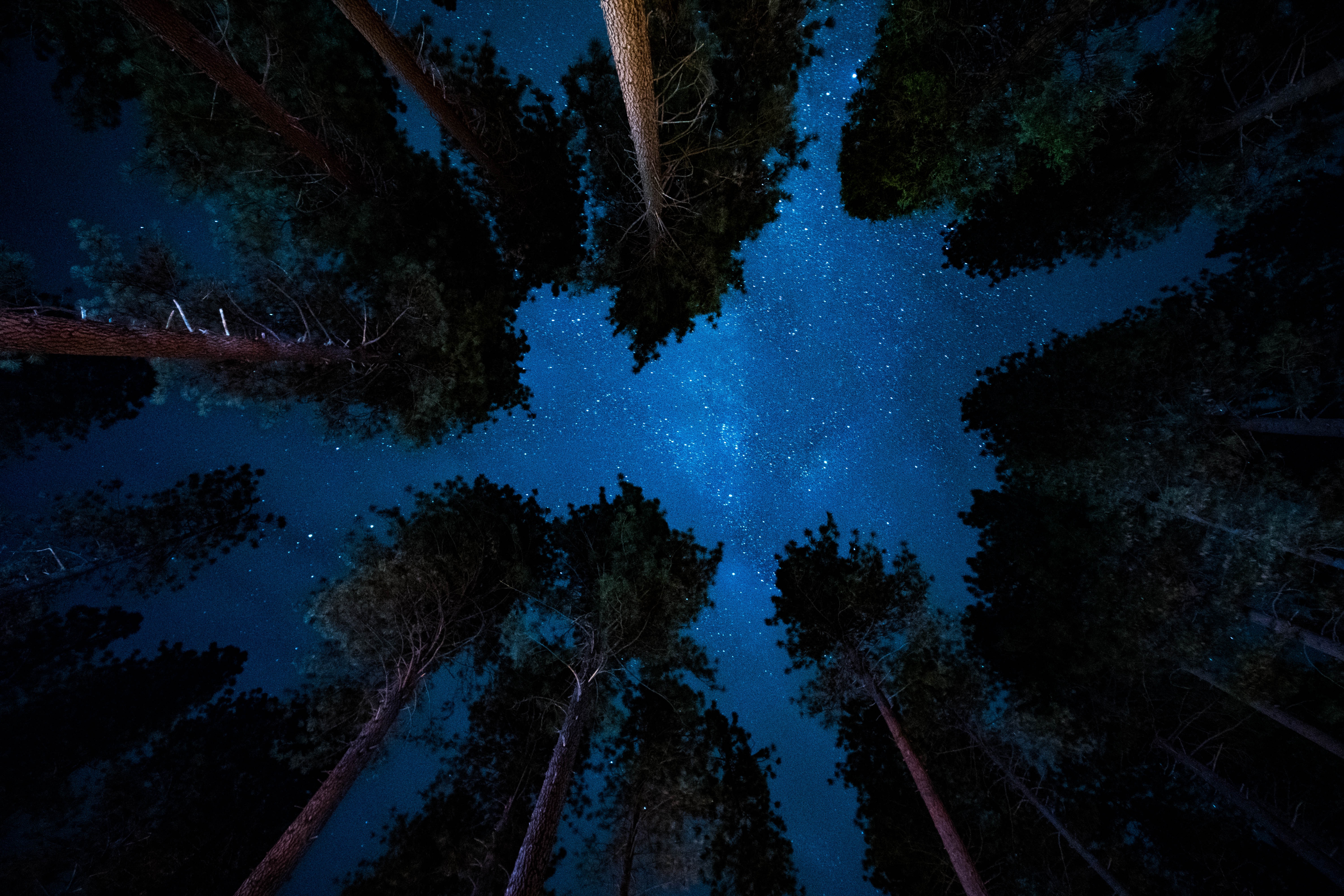 72307 Salvapantallas y fondos de pantalla Cielo Estrellado en tu teléfono. Descarga imágenes de estrellas, naturaleza, árboles, noche gratis