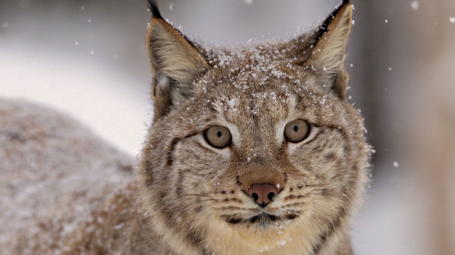 Laden Sie das Tiere, Schnee, Schneeflocken, Iris, Schnauze-Bild kostenlos auf Ihren PC-Desktop herunter