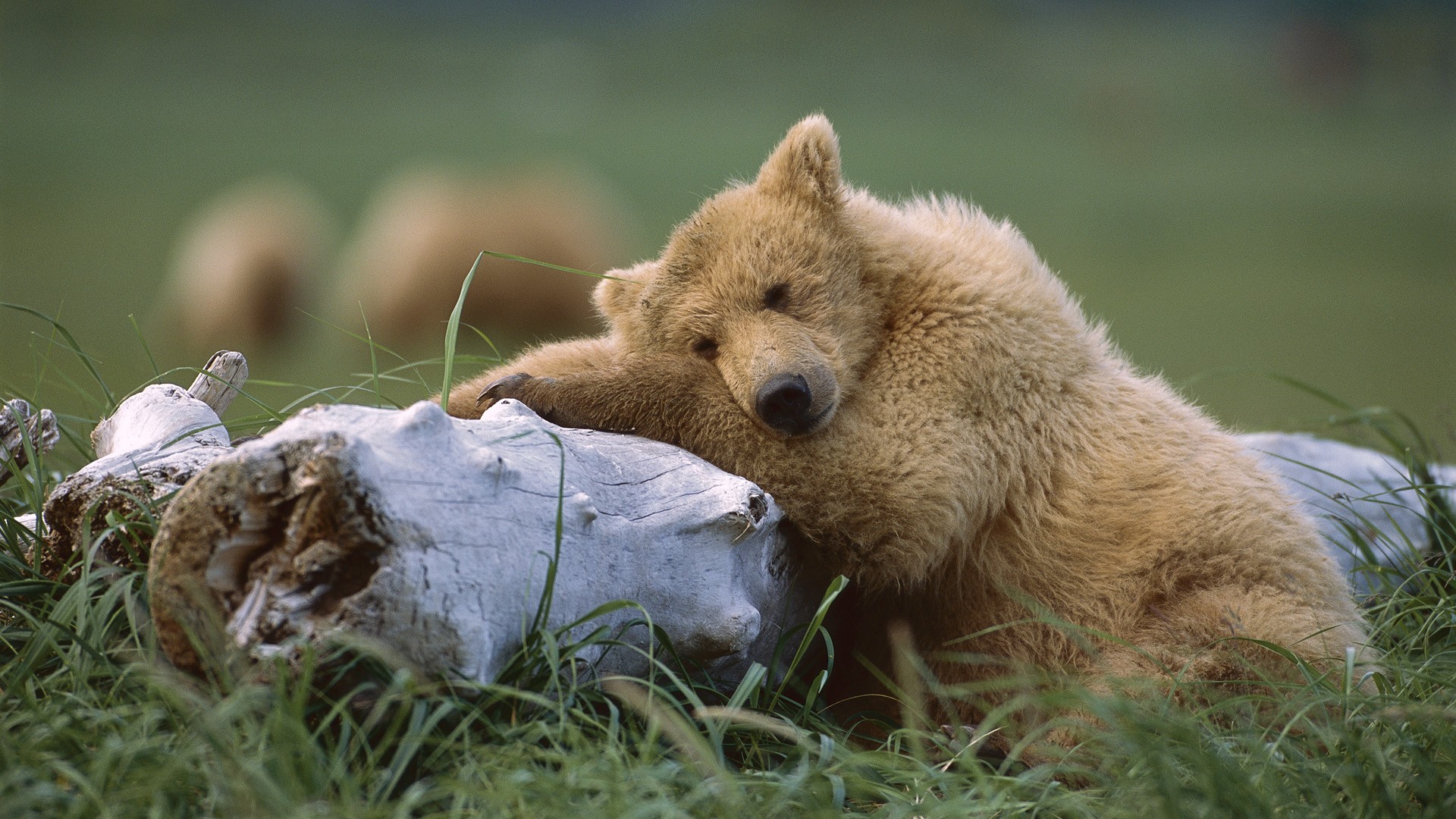 vertical wallpaper animal, grizzly bear, alaska, brown bear, cute, katmai national park, log, resting, bears