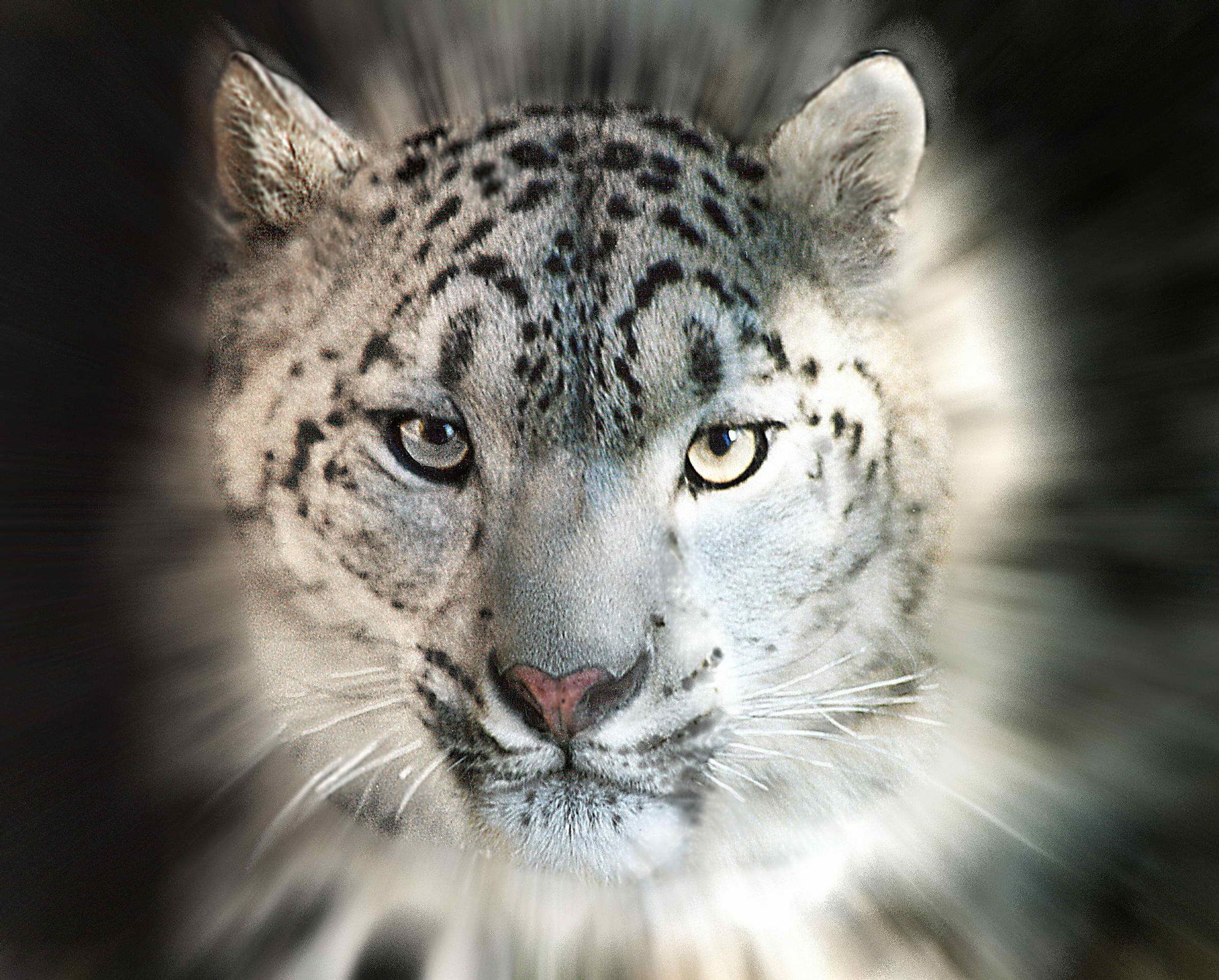 雪豹蓝眼睛-动物高品质壁纸预览 | 10wallpaper.com