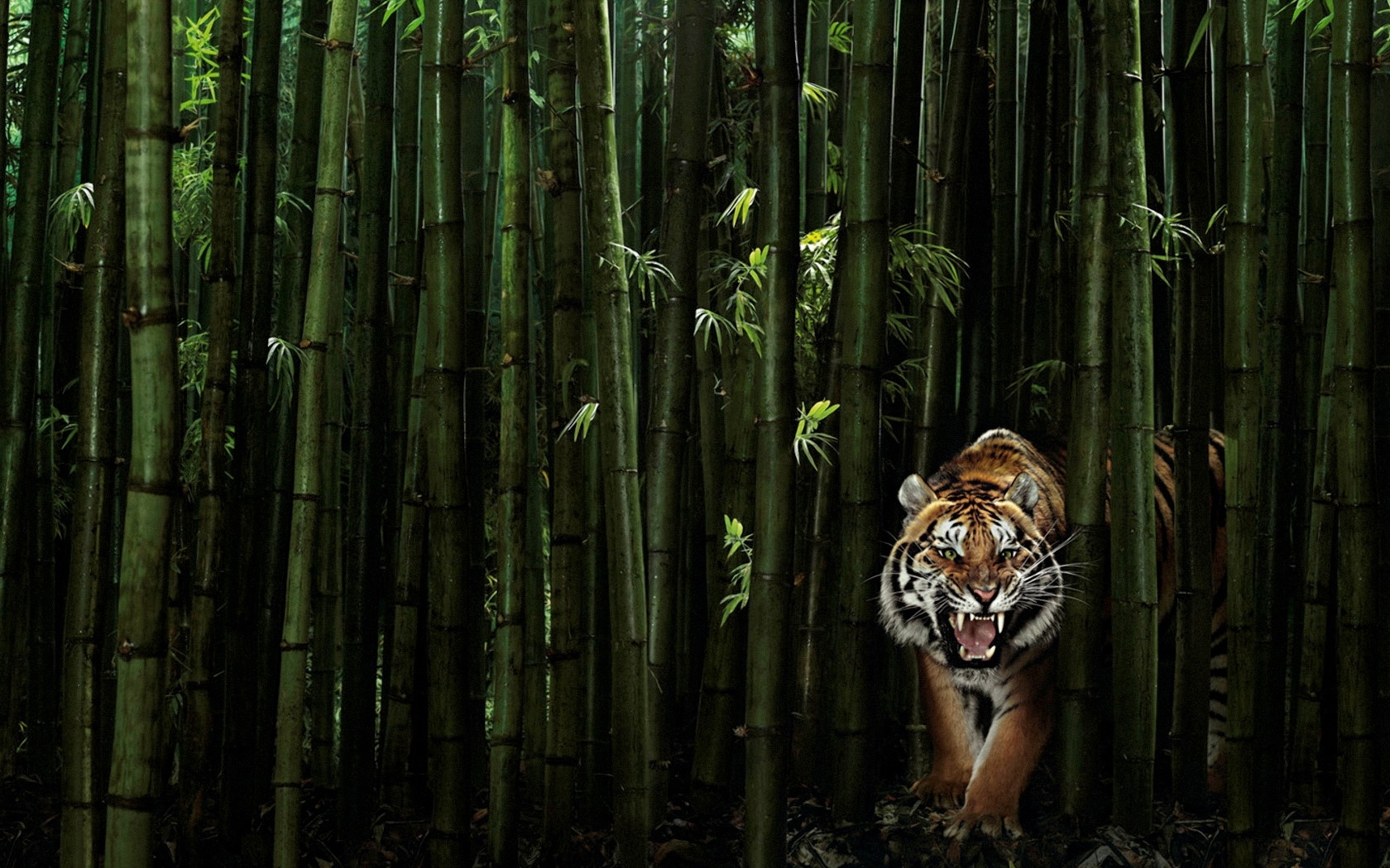 5448 Bild herunterladen tiere, tigers, schwarz - Hintergrundbilder und Bildschirmschoner kostenlos