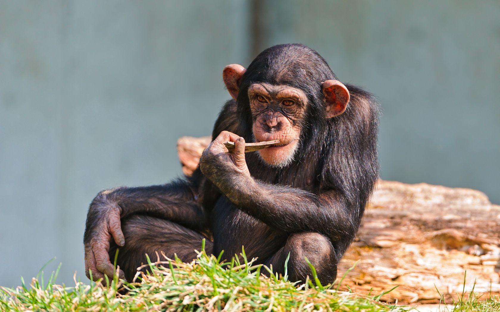 Laden Sie Schimpansen HD-Desktop-Hintergründe herunter