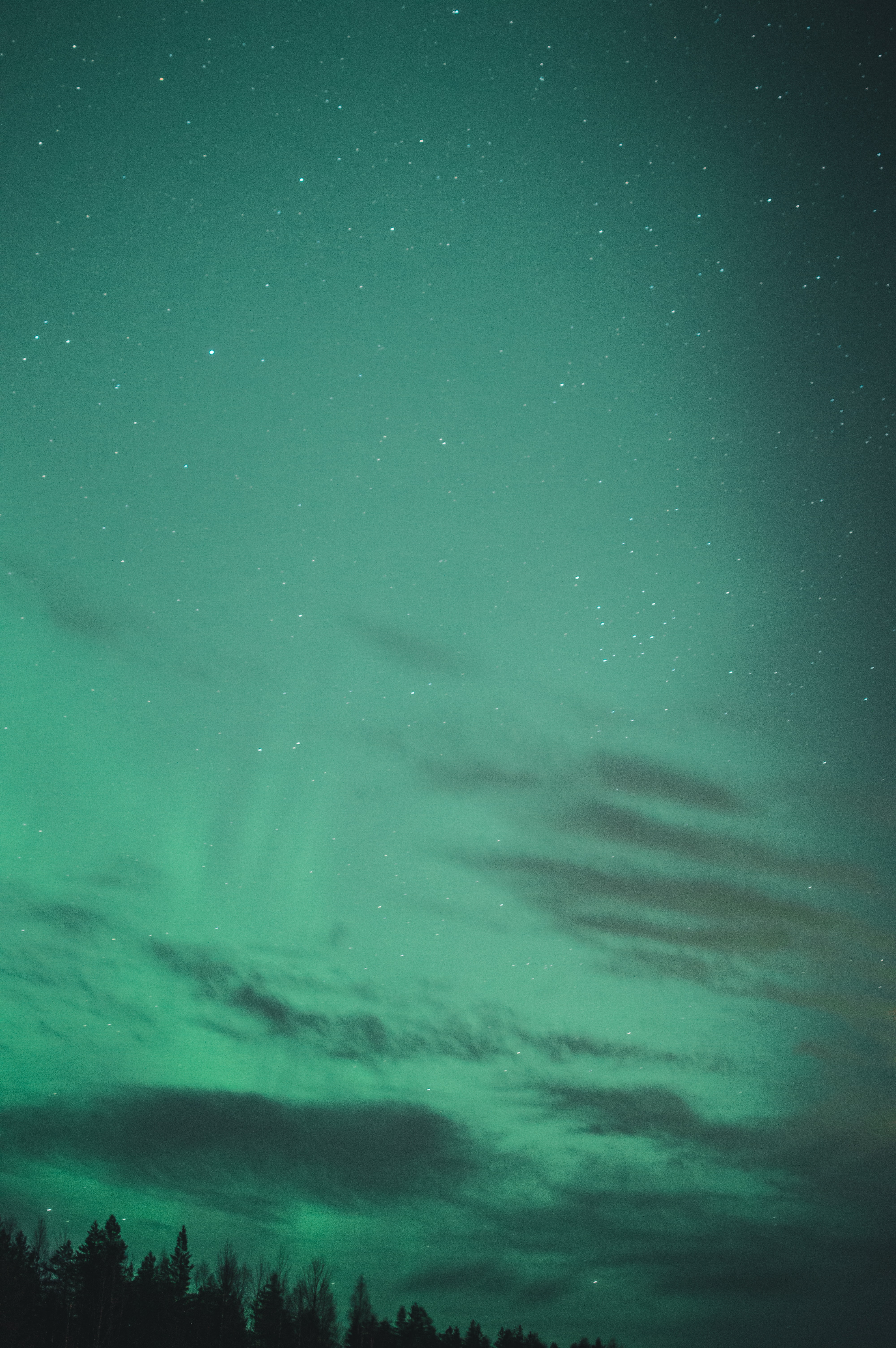 aurora borealis, nature, trees, night, starry sky, northern lights