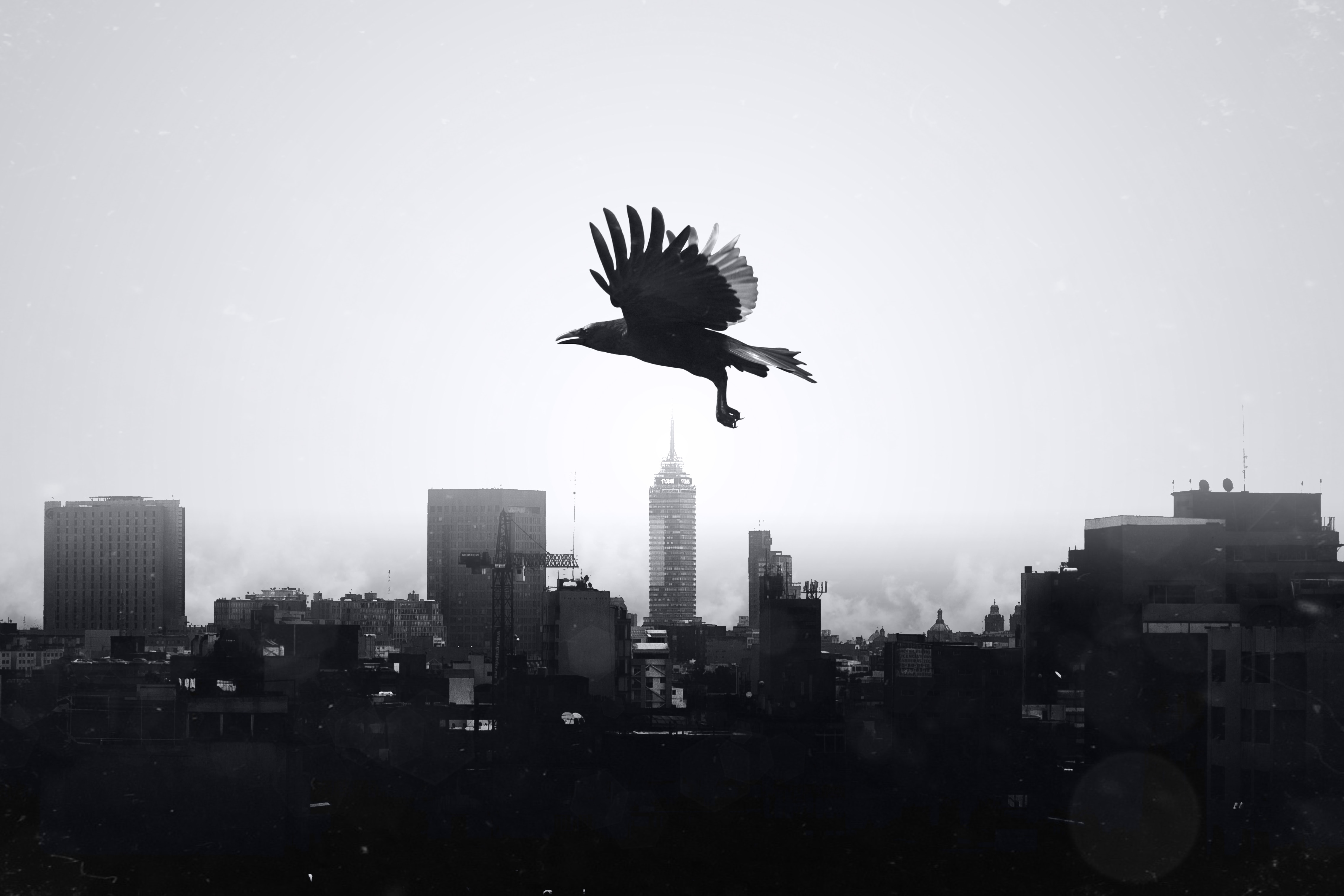raven, bird, animals, city, flight, bw, chb