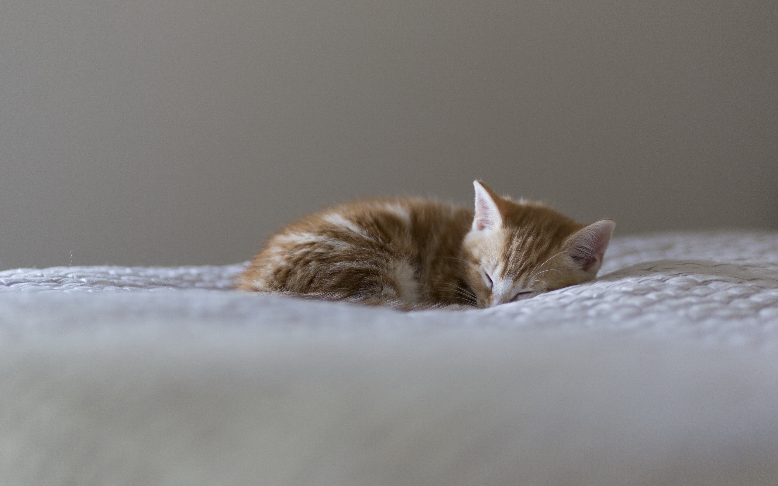 Котенок в постели. Спящие котята. Котенок лежит на кровати. Котик лежит.