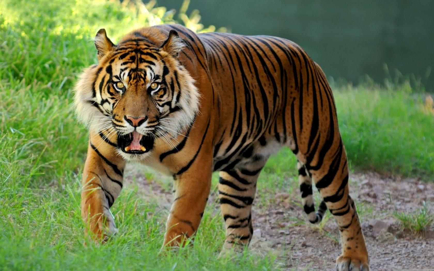 46465 Hintergrundbild herunterladen tiere, tigers - Bildschirmschoner und Bilder kostenlos