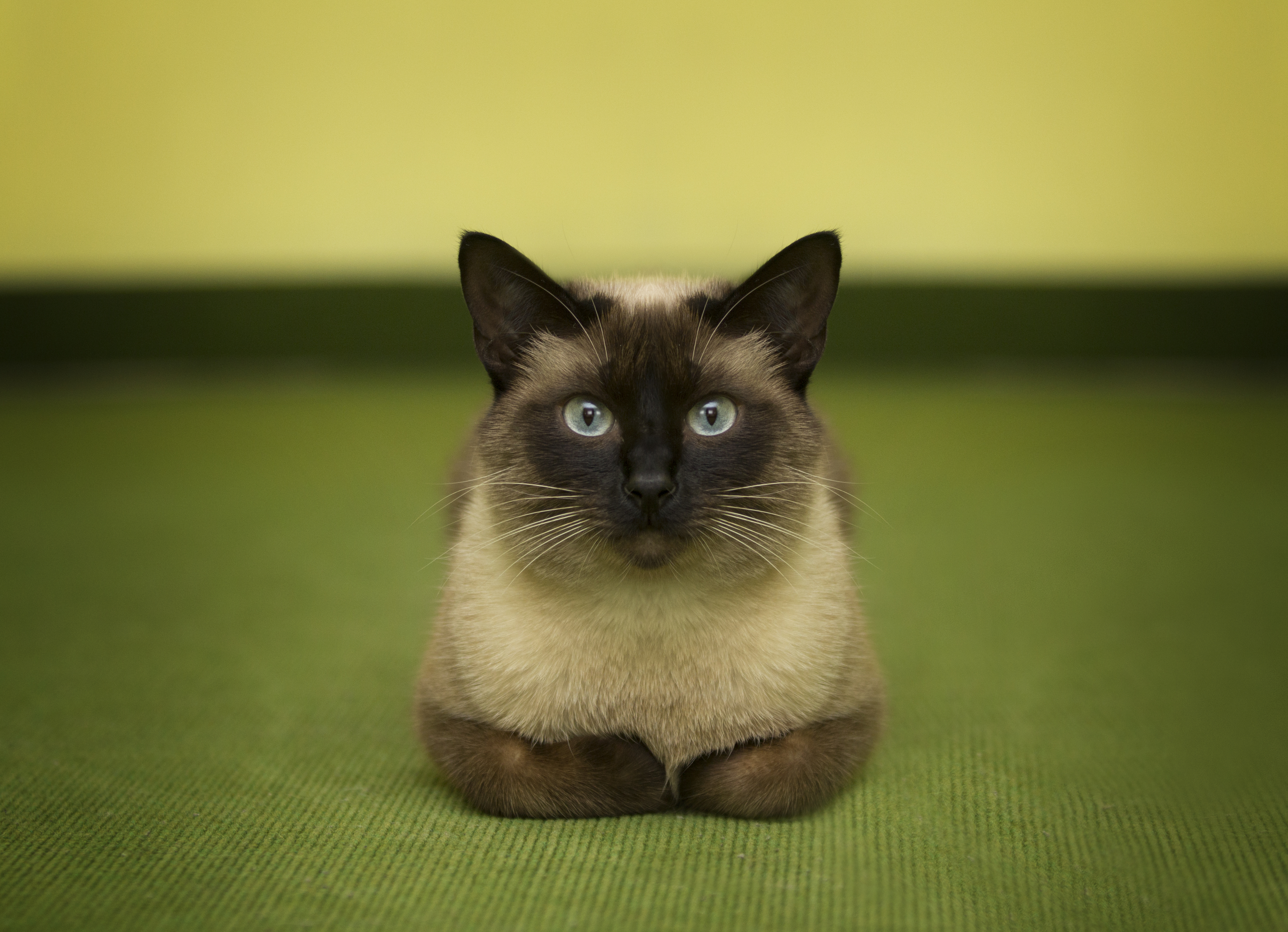 Siamese Cat Vertical Background