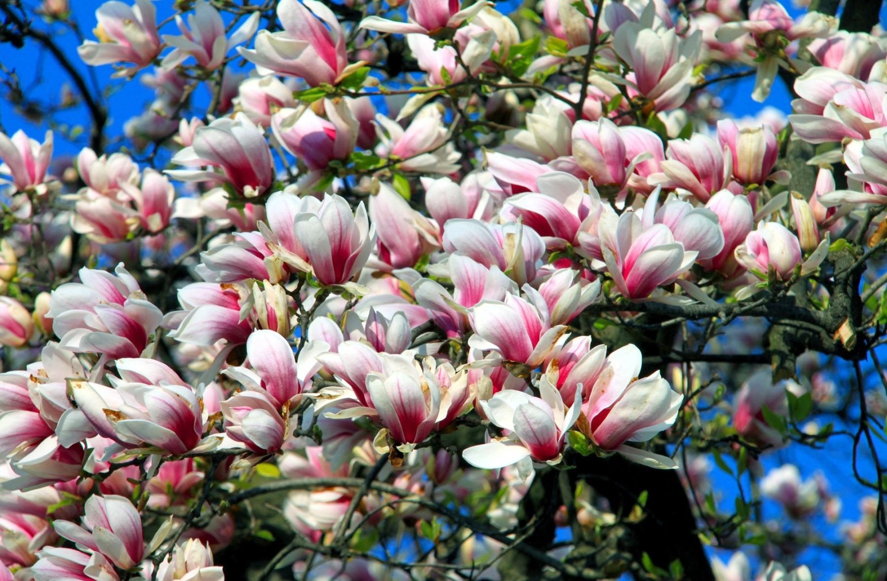 Die besten Magnolia-Hintergründe für den Telefonbildschirm