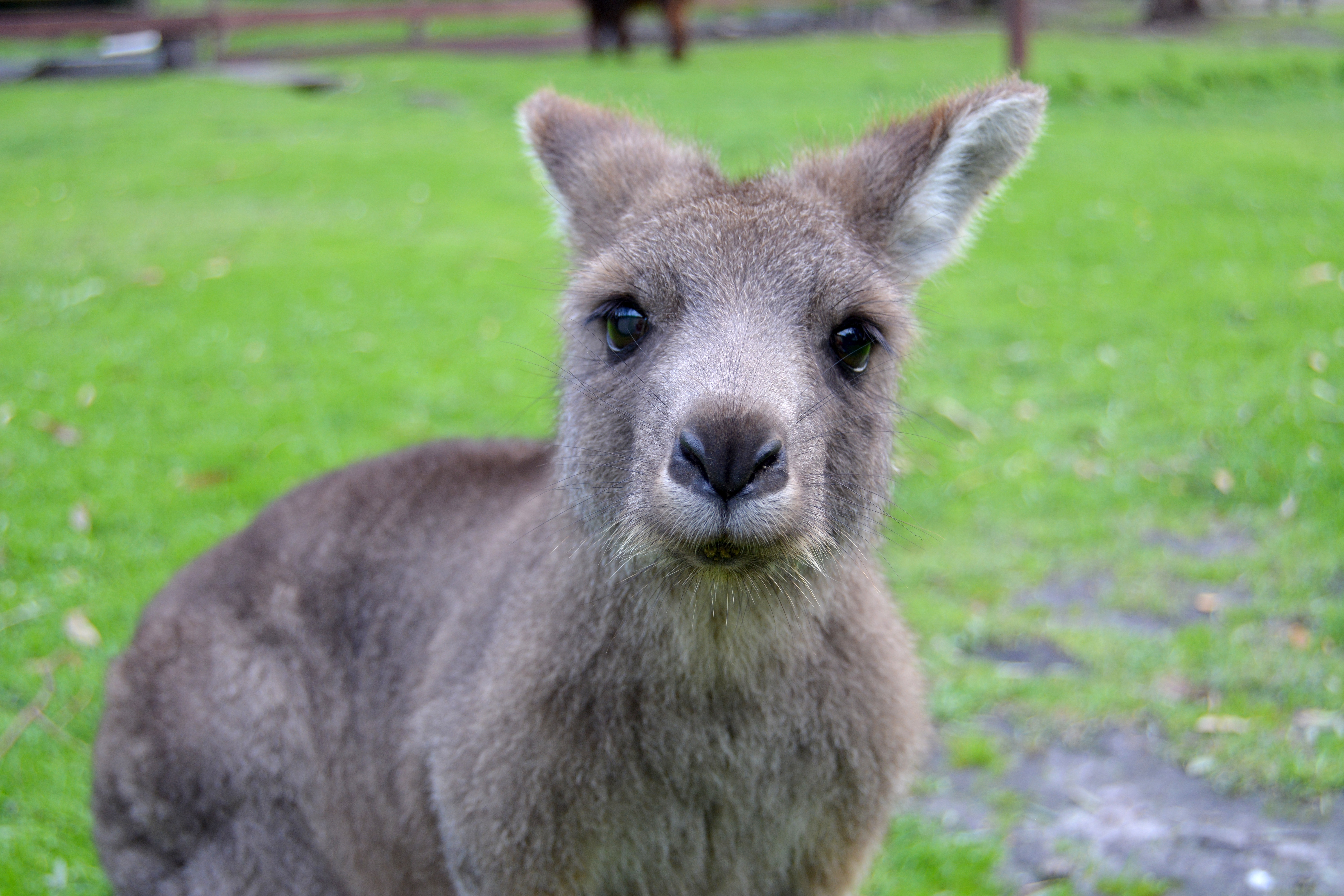 72782 Bild herunterladen tiere, kangaroo, schnauze, schatz, nett - Hintergrundbilder und Bildschirmschoner kostenlos
