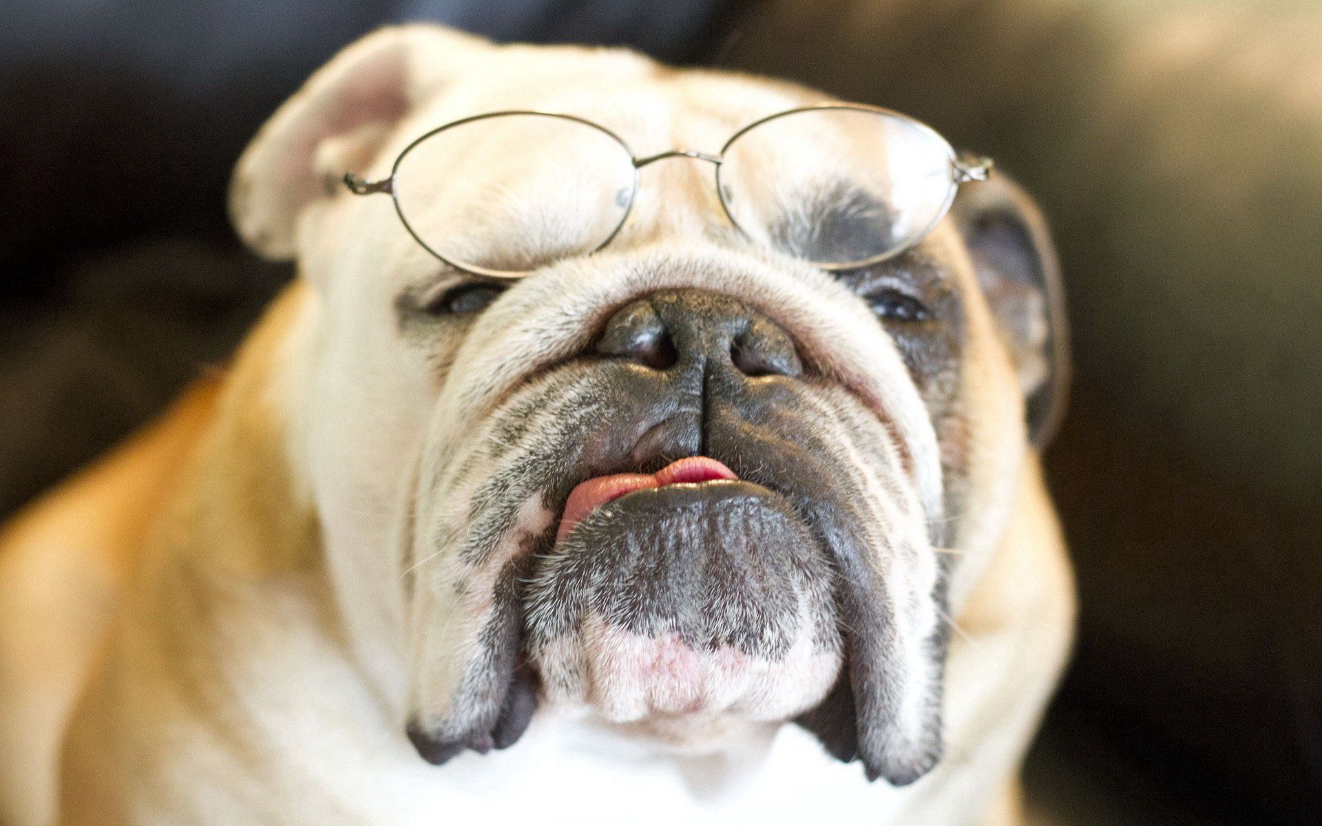 opinion, animals, dog, muzzle, sight, glasses, spectacles, bulldog download HD wallpaper