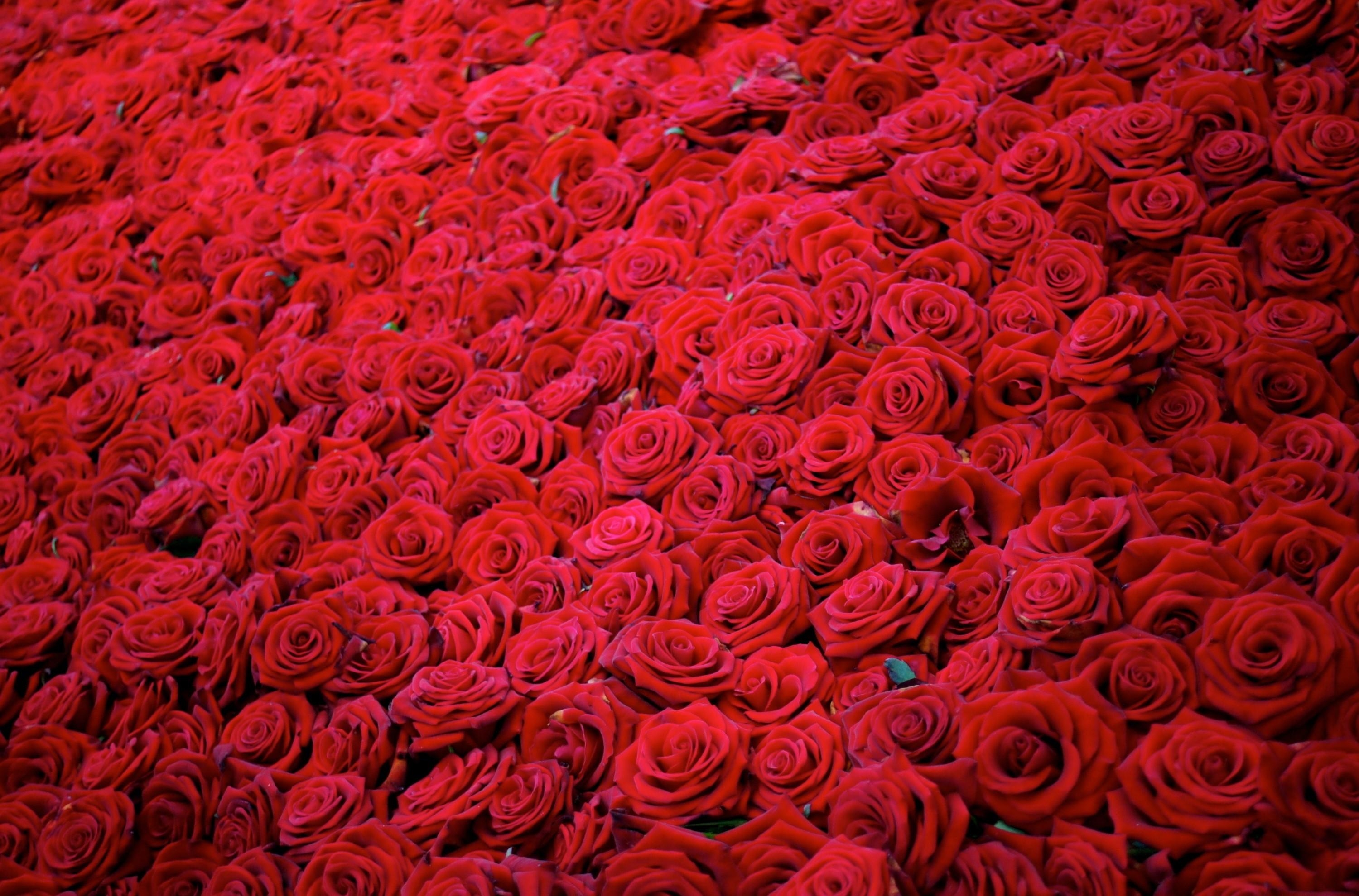 154505 Bild herunterladen blumen, roses, rot, knospen, viel - Hintergrundbilder und Bildschirmschoner kostenlos