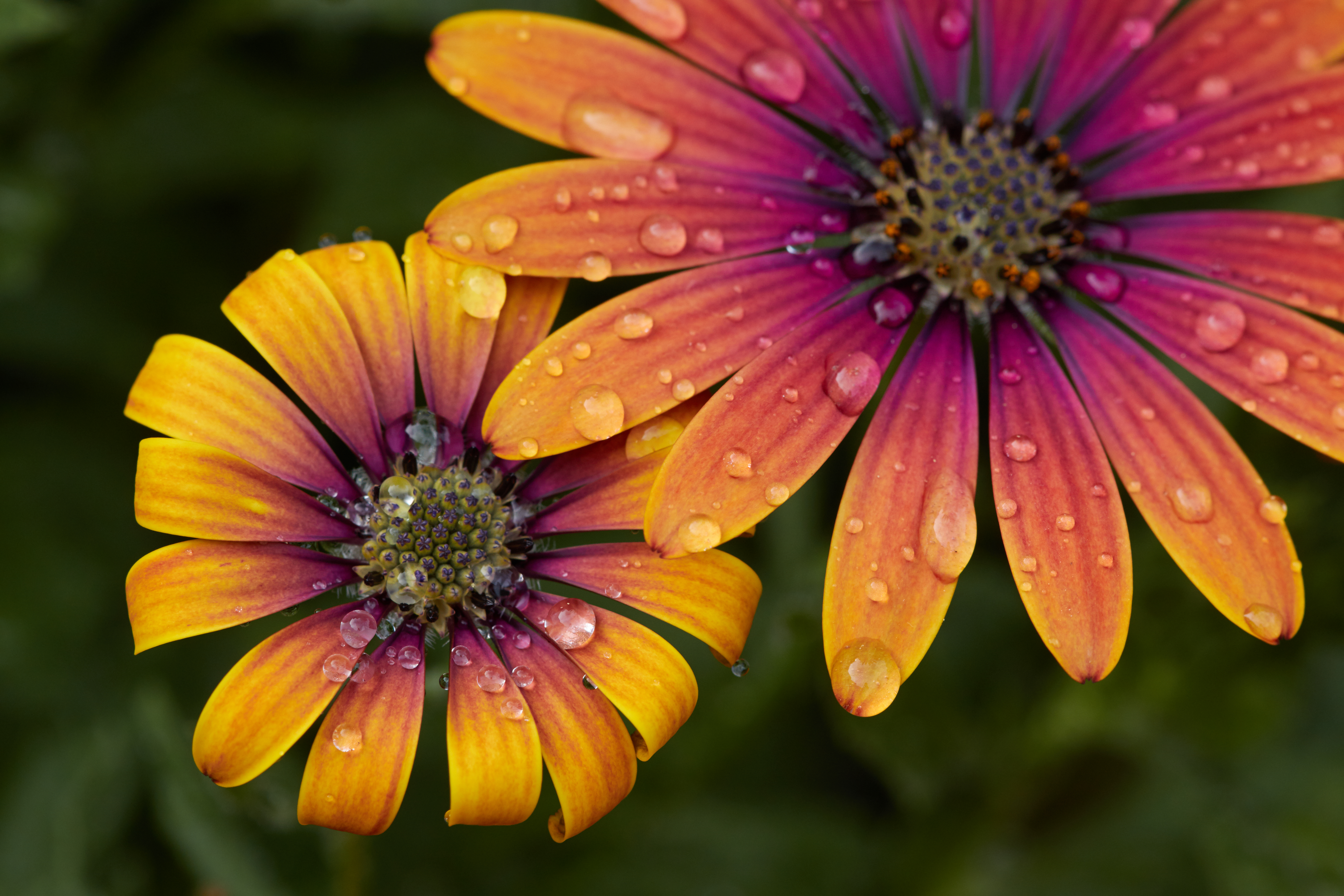 Laden Sie das Blumen, Wasser, Drops, Blume, Makro, Blütenblätter-Bild kostenlos auf Ihren PC-Desktop herunter