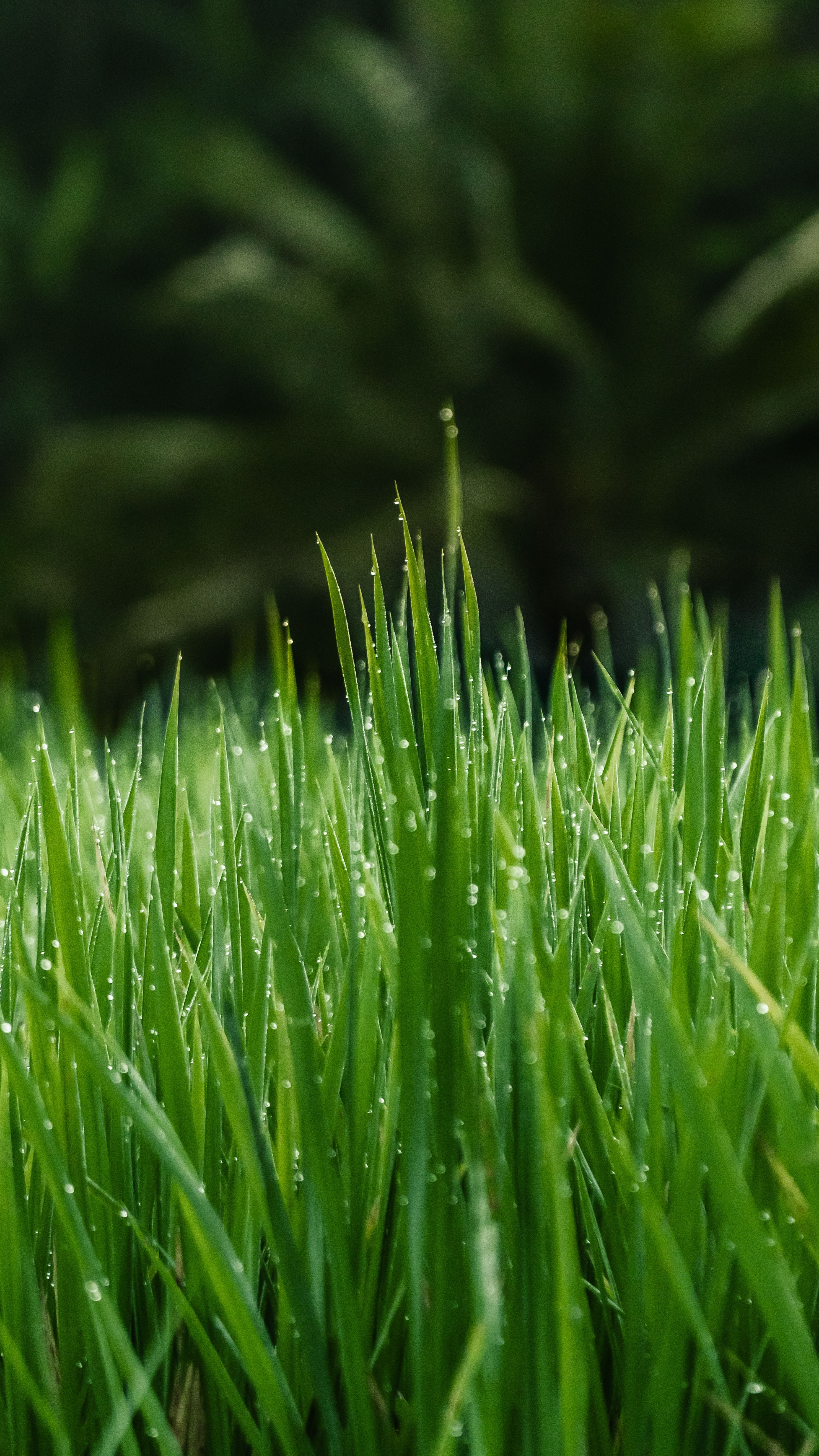 Wet grass, drops, dew, green 4k Wallpaper