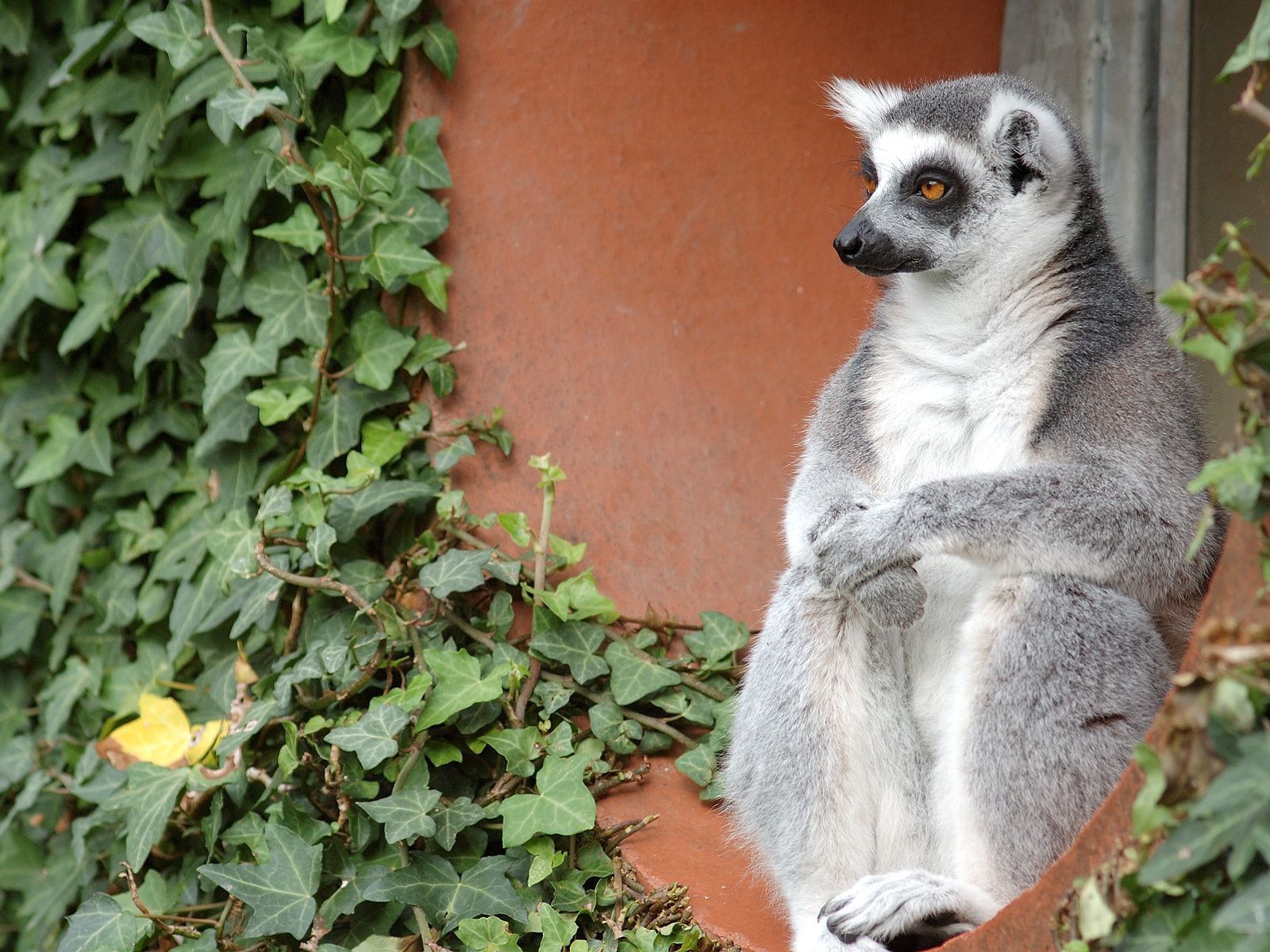 58192 Hintergrundbild herunterladen lemur, tiere, sitzen, alt, tier - Bildschirmschoner und Bilder kostenlos