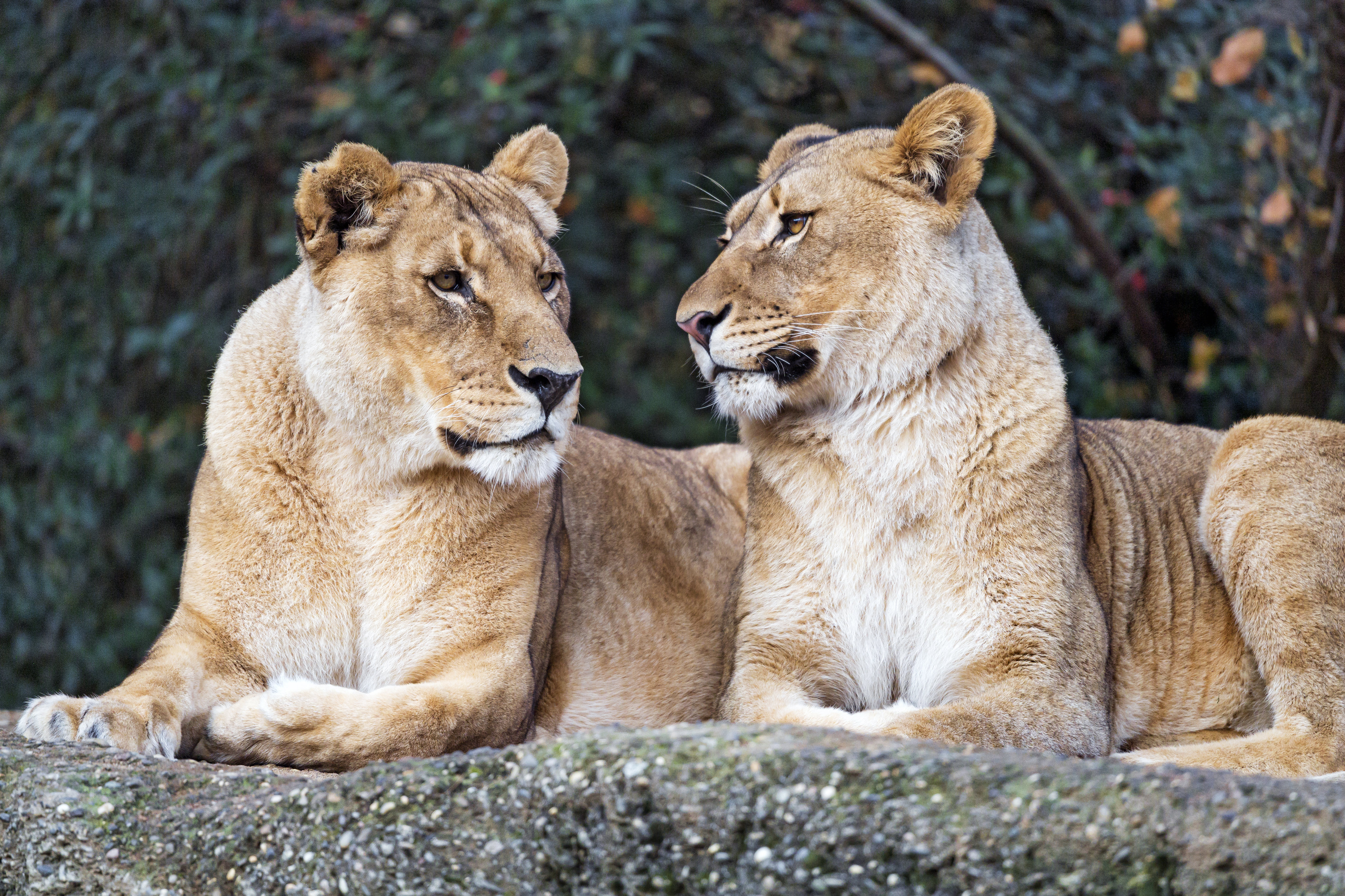 predator, lioness, animals, profile Big Cat Cellphone FHD pic
