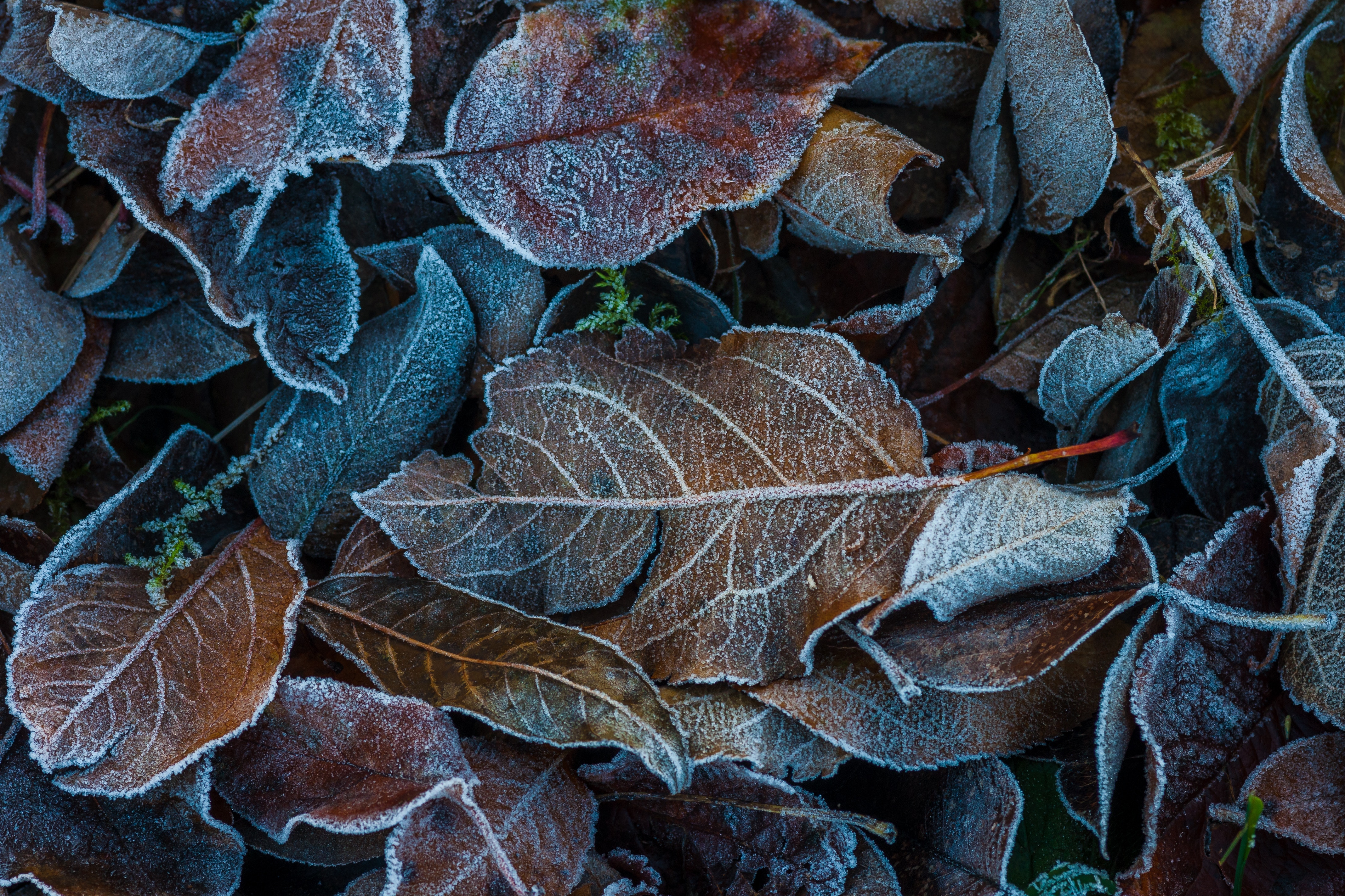 75802 Screensavers and Wallpapers Fallen for phone. Download autumn, leaves, macro, frost, hoarfrost, fallen pictures for free